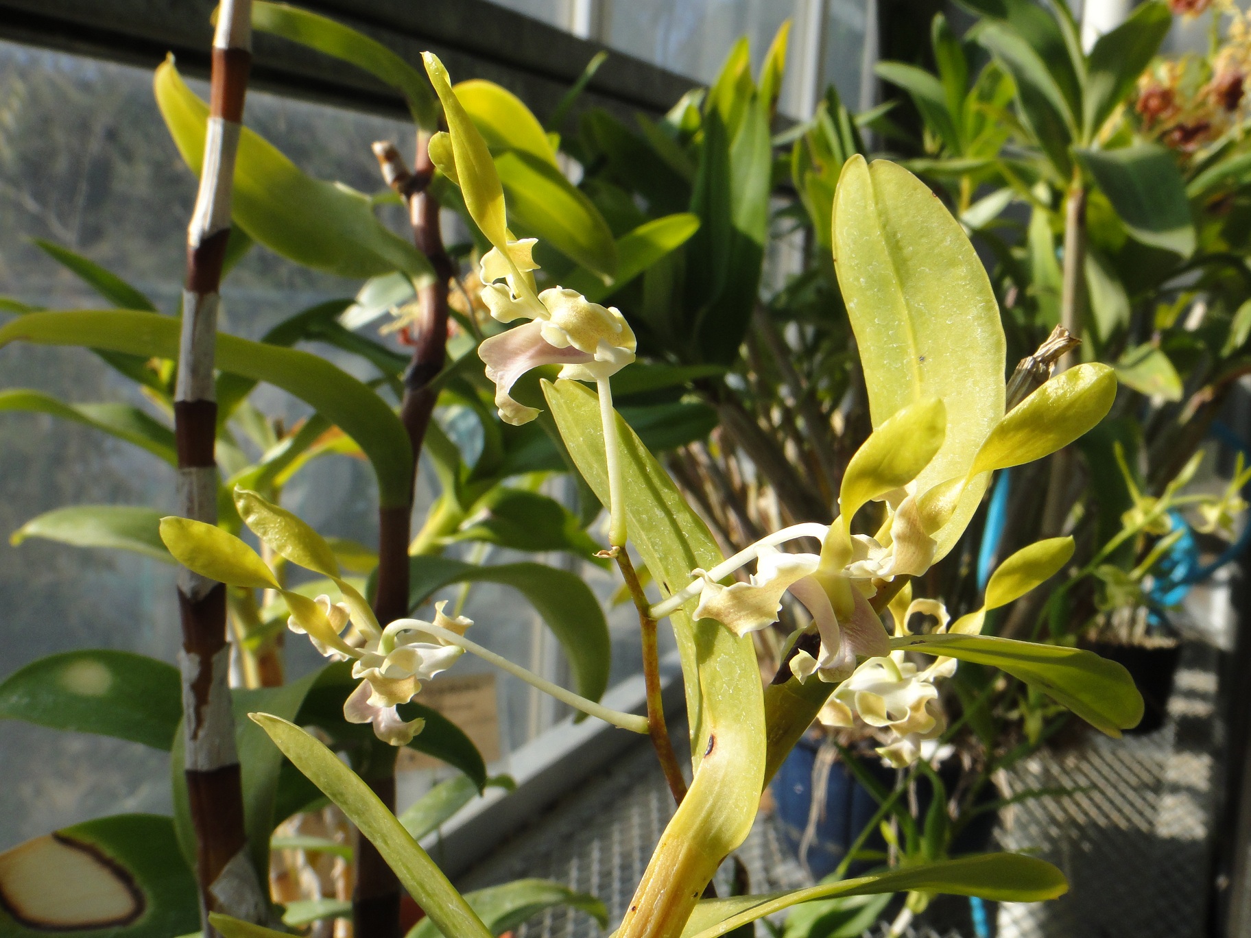 http://orchids.la.coocan.jp/Dendrobium/Dendrobium%20helix/DSC09482.JPG