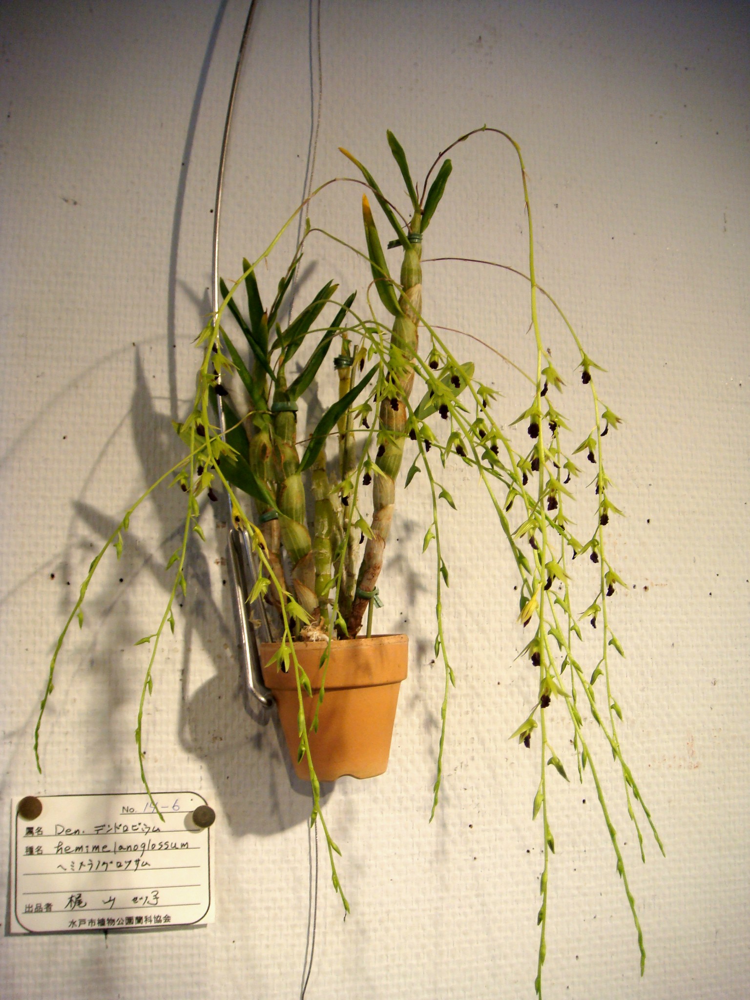 http://orchids.la.coocan.jp/Dendrobium/Dendrobium%20hemimelanoglossum/DSC03576.JPG