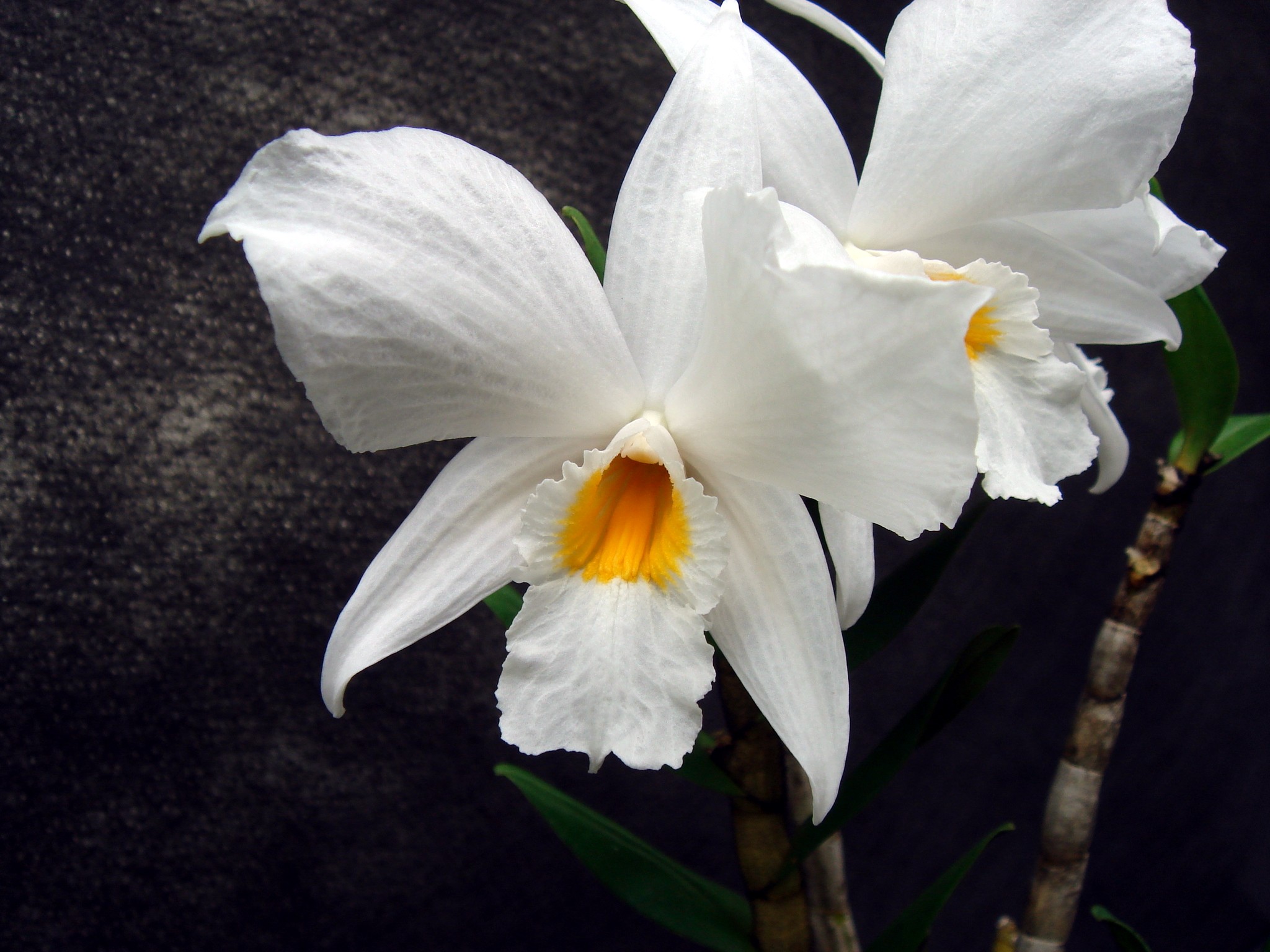 http://orchids.la.coocan.jp/Dendrobium/Dendrobium%20infundibulum/DSC01301.JPG