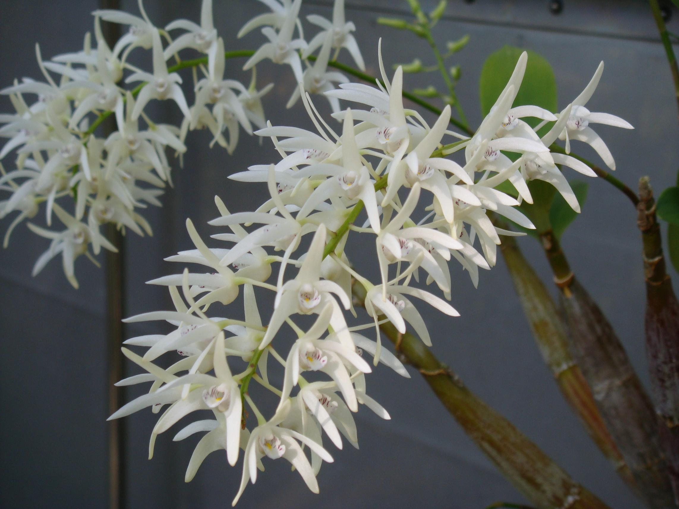 http://orchids.la.coocan.jp/Dendrobium/Dendrobium%20jonesii/DSC05292.JPG