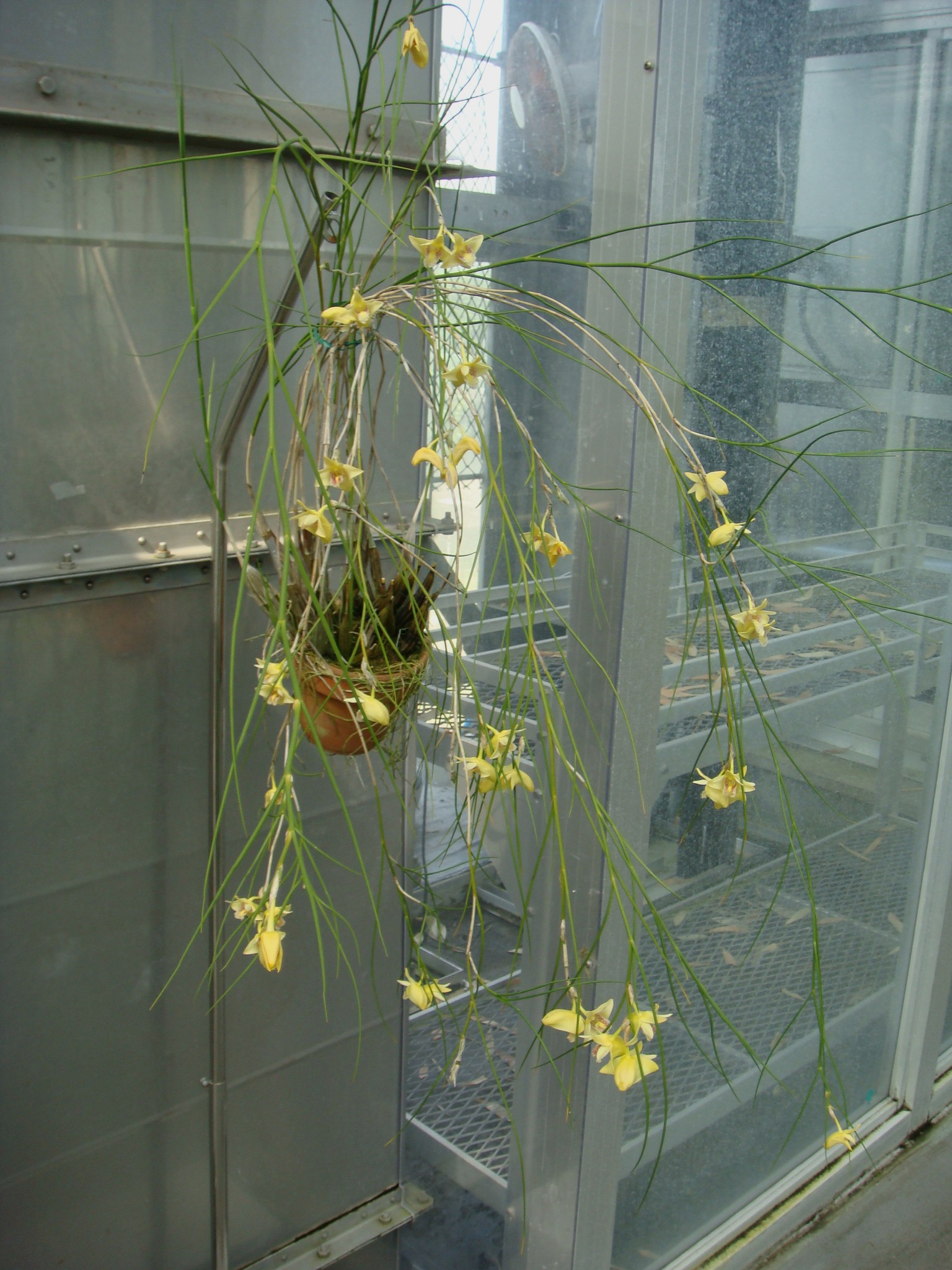 http://orchids.la.coocan.jp/Dendrobium/Dendrobium%20junceum/DSC04504.JPG