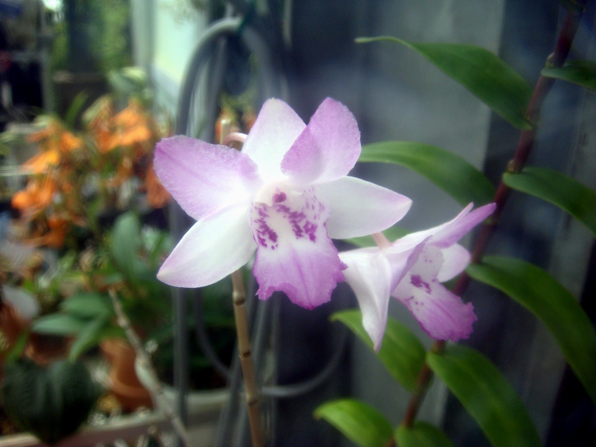 http://orchids.la.coocan.jp/Dendrobium/Dendrobium%20lancifolium/DSC04294.JPG