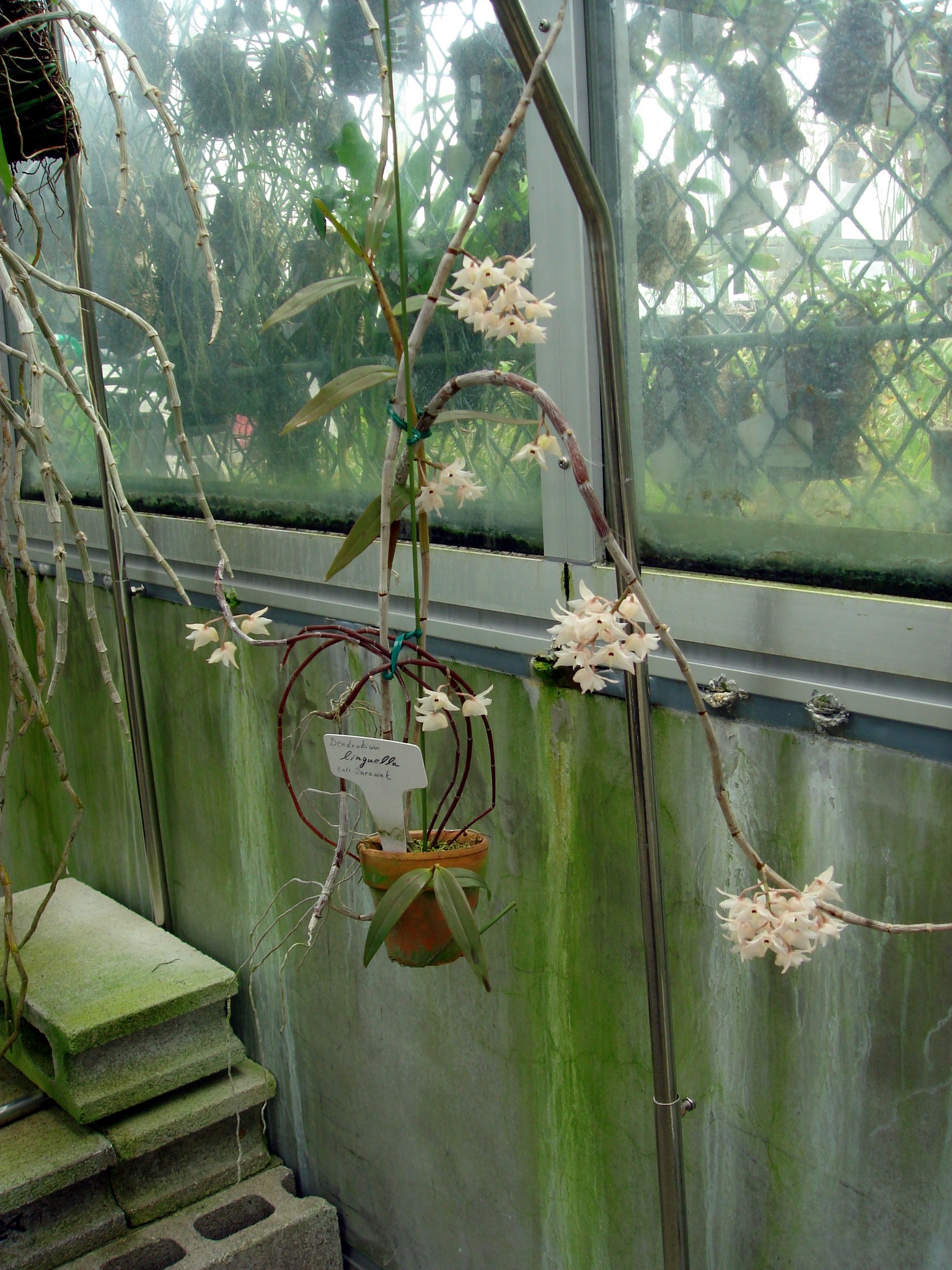 http://orchids.la.coocan.jp/Dendrobium/Dendrobium%20linguella/DSC05935.JPG