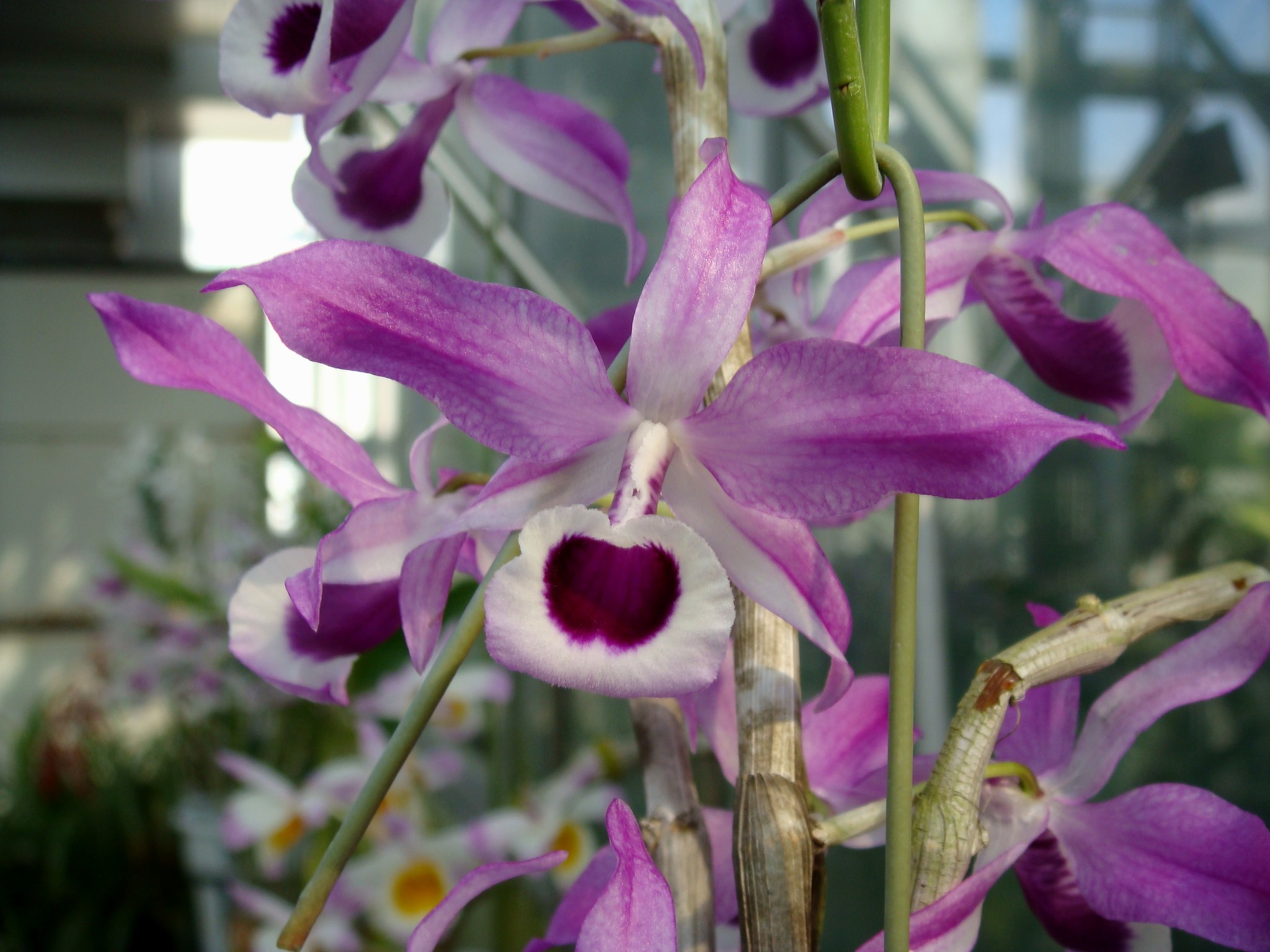 http://orchids.la.coocan.jp/Dendrobium/Dendrobium%20lituiflorum/DSC01897.JPG