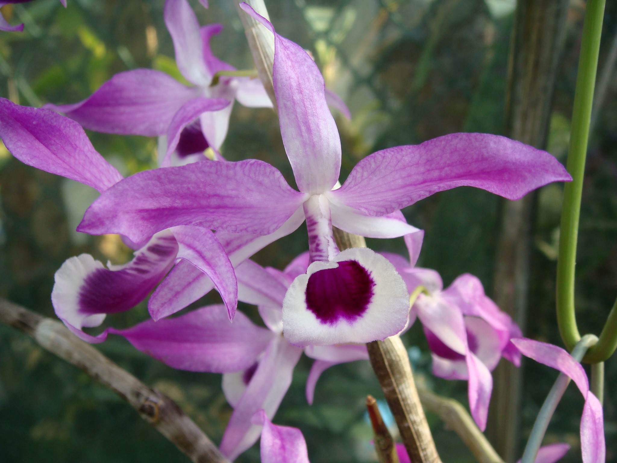 http://orchids.la.coocan.jp/Dendrobium/Dendrobium%20lituiflorum/DSC01902.JPG