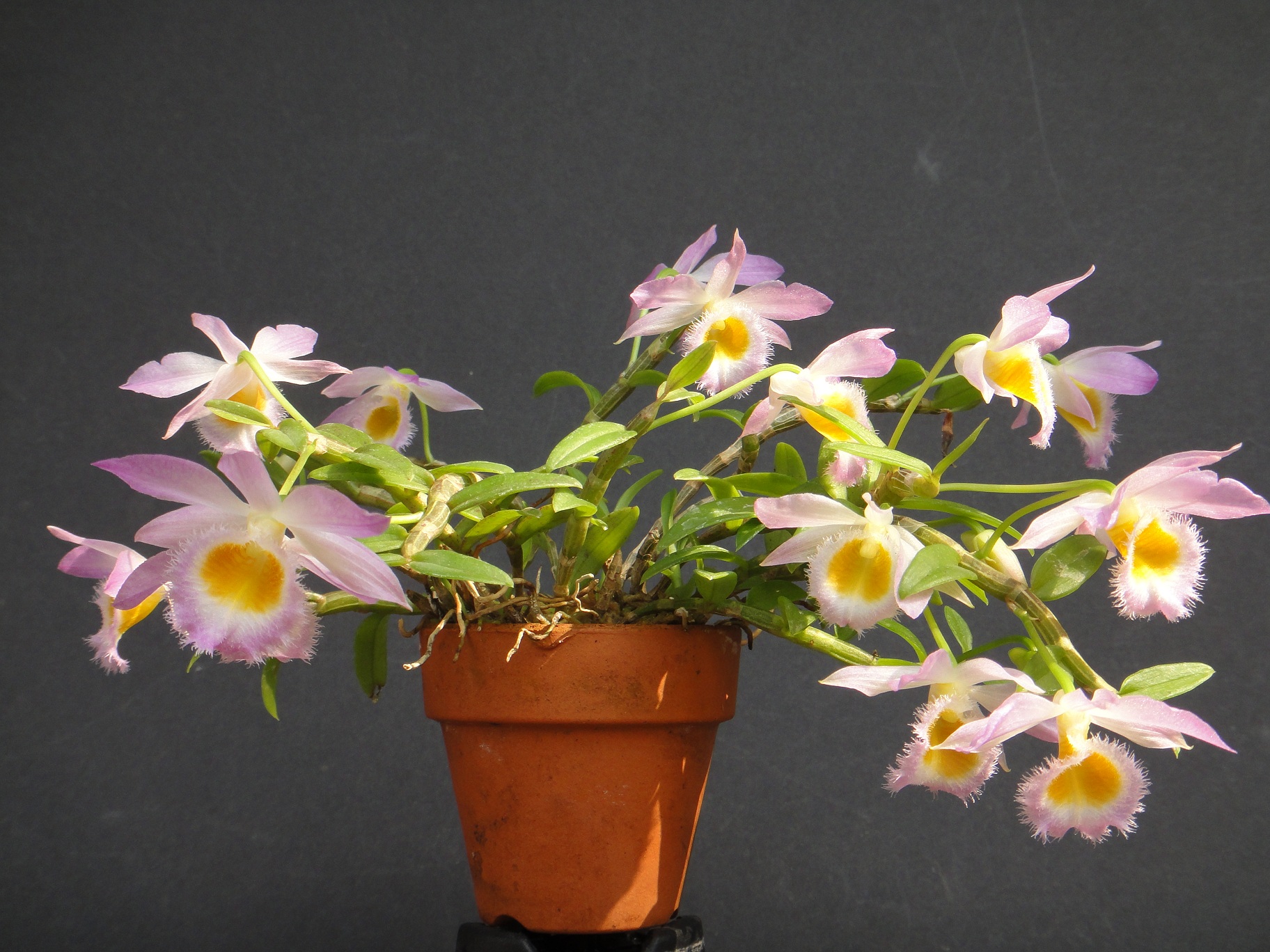 http://orchids.la.coocan.jp/Dendrobium/Dendrobium%20loddigesii/DSC05454.JPG