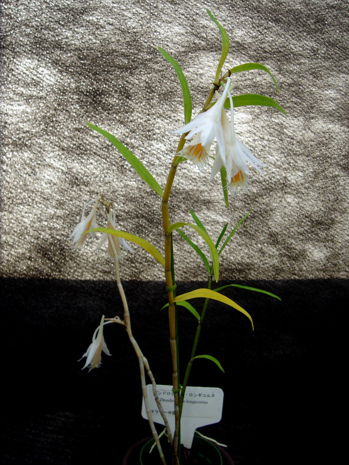 http://orchids.la.coocan.jp/Dendrobium/Dendrobium%20longicornu/DSC09784.JPG