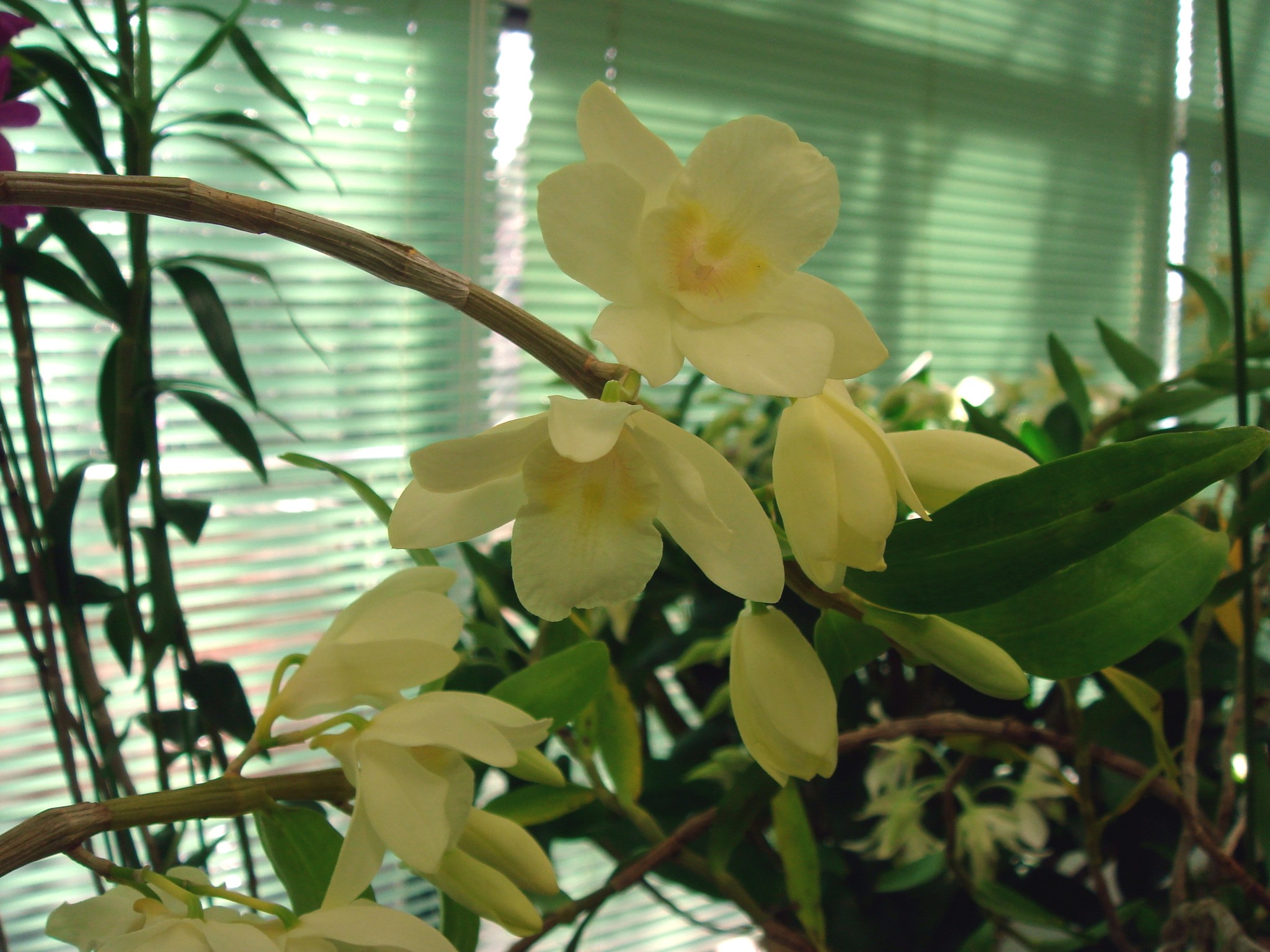 http://orchids.la.coocan.jp/Dendrobium/Dendrobium%20luteolum/DSC08834.JPG