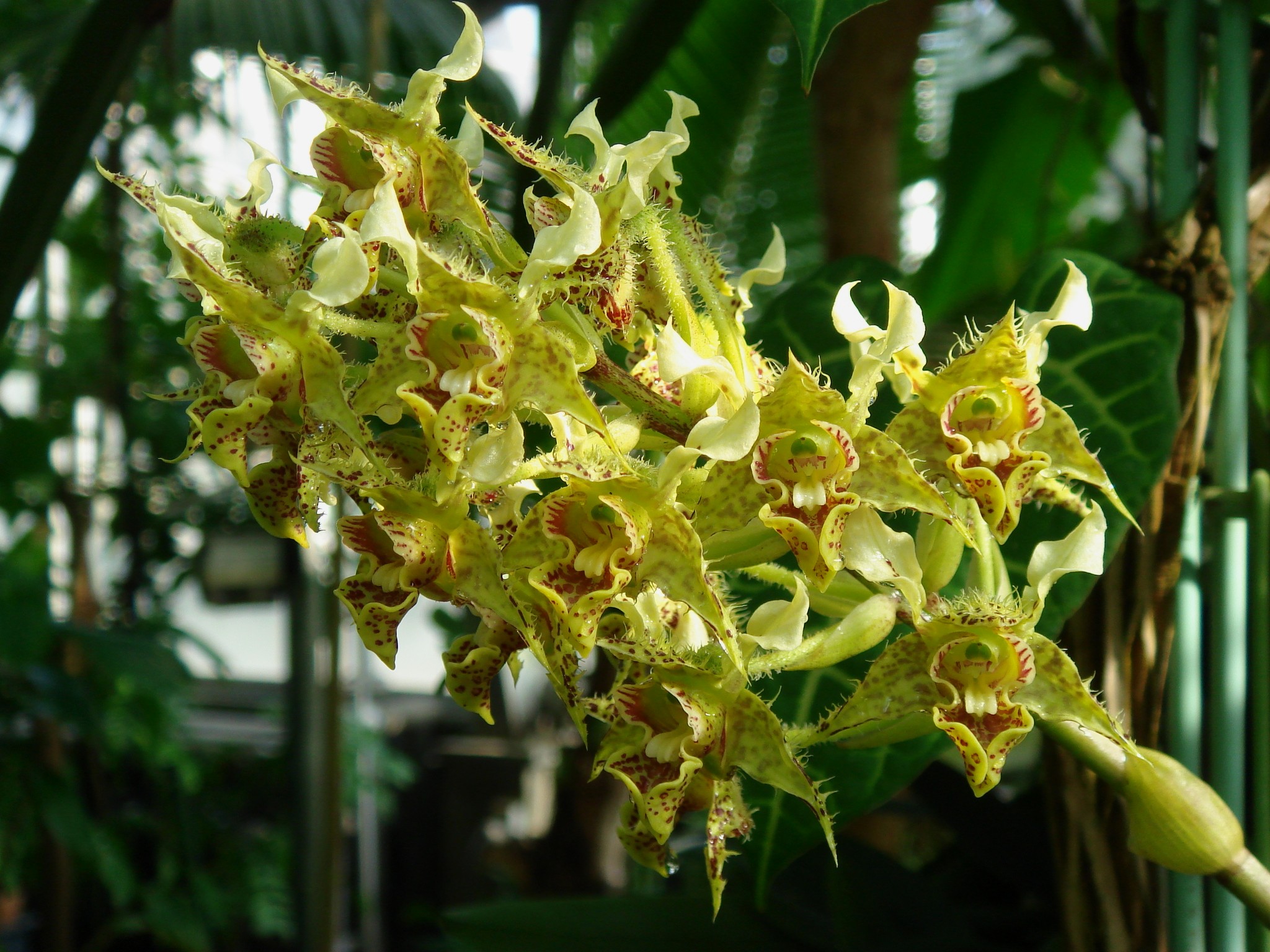 http://orchids.la.coocan.jp/Dendrobium/Dendrobium%20macrophyllum/DSC01425.JPG