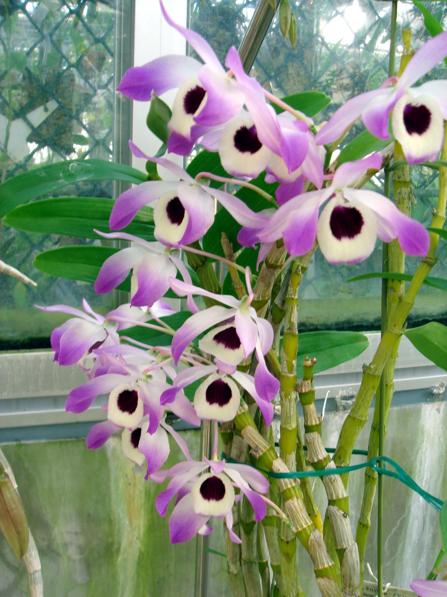 http://orchids.la.coocan.jp/Dendrobium/Dendrobium%20nobile/DSC03905.JPG