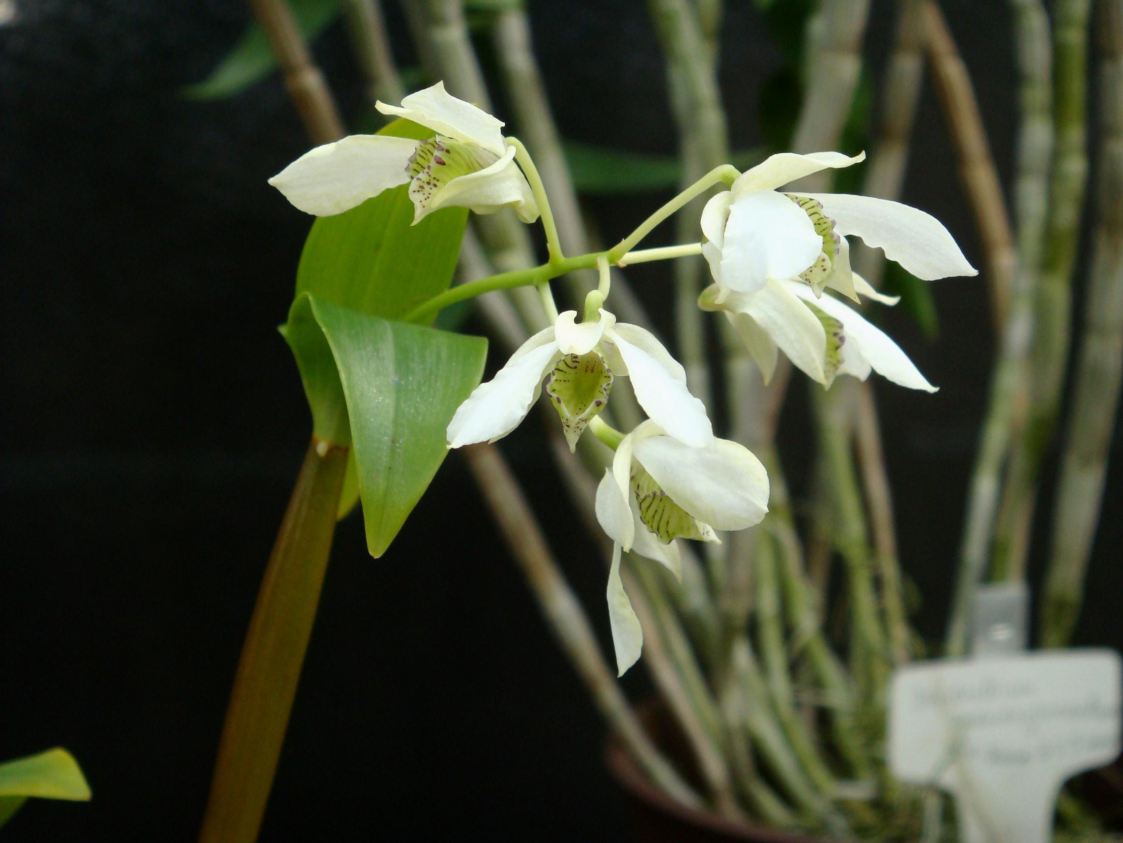 http://orchids.la.coocan.jp/Dendrobium/Dendrobium%20otaguroanum/DSC02815.JPG