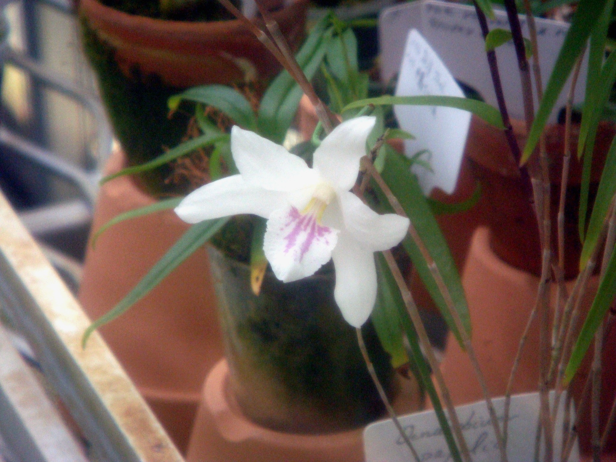 http://orchids.la.coocan.jp/Dendrobium/Dendrobium%20papilio/DSC07616.JPG
