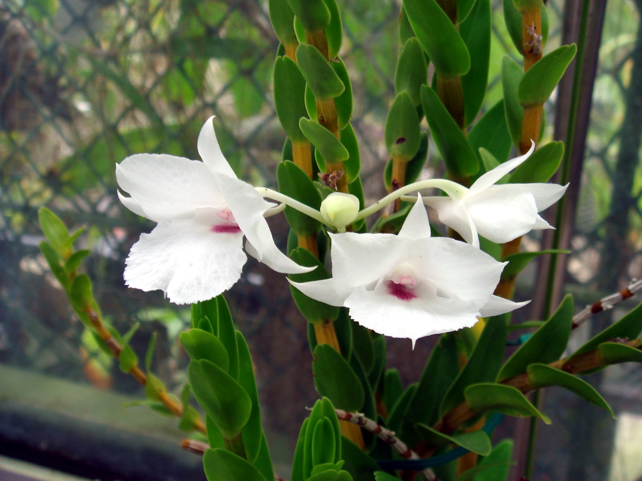http://orchids.la.coocan.jp/Dendrobium/Dendrobium%20parthenium/DSC05921.JPG
