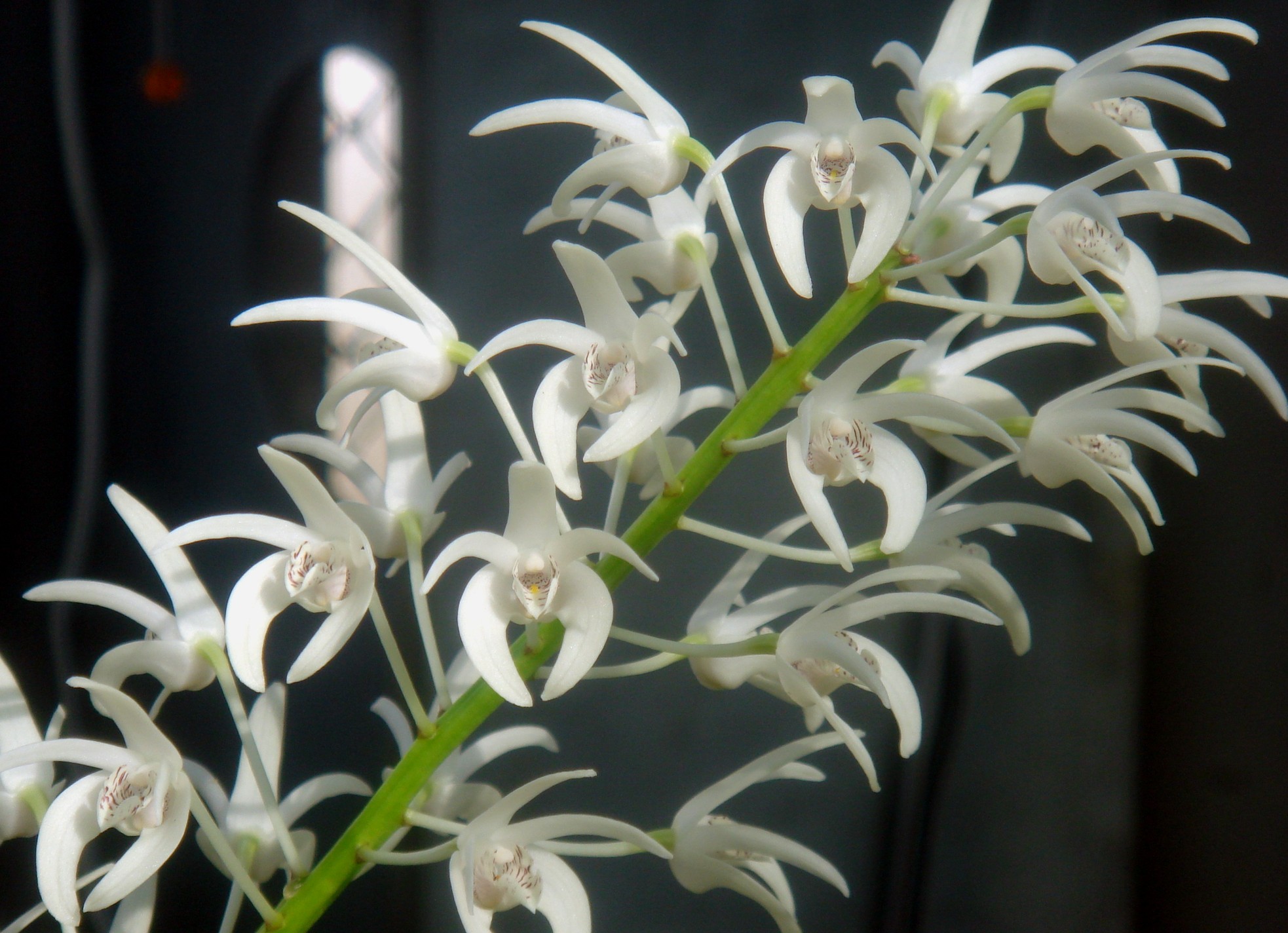 http://orchids.la.coocan.jp/Dendrobium/Dendrobium%20pedunculatum/DSC02090.JPG