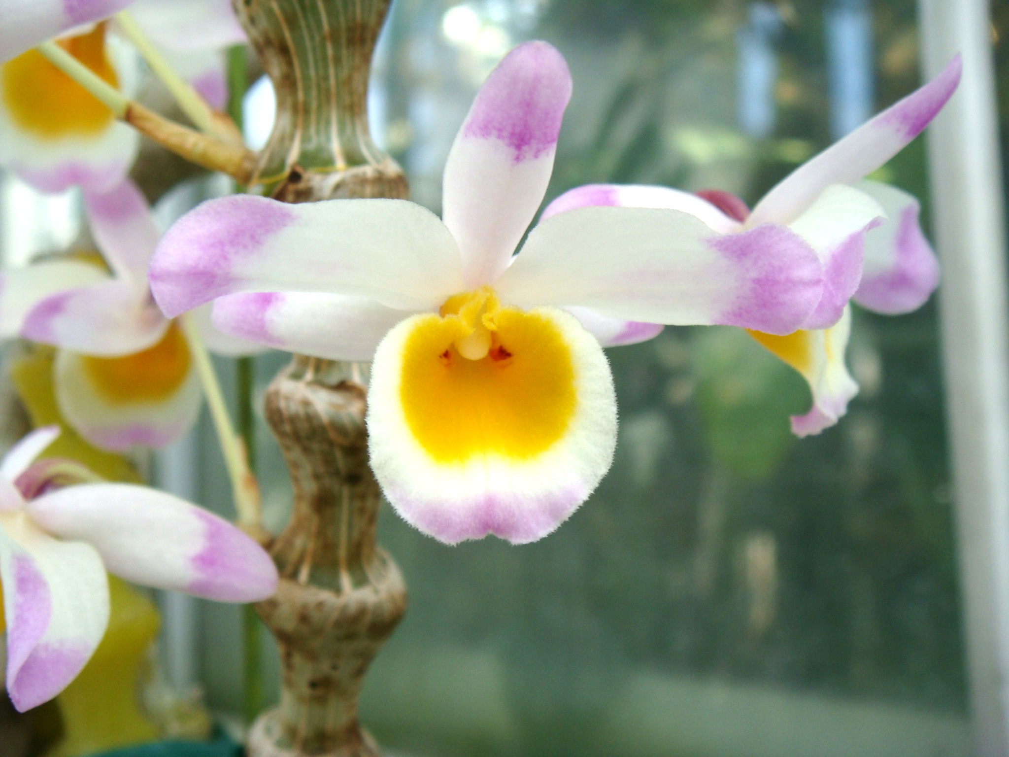 http://orchids.la.coocan.jp/Dendrobium/Dendrobium%20pendulum/DSC01840.JPG