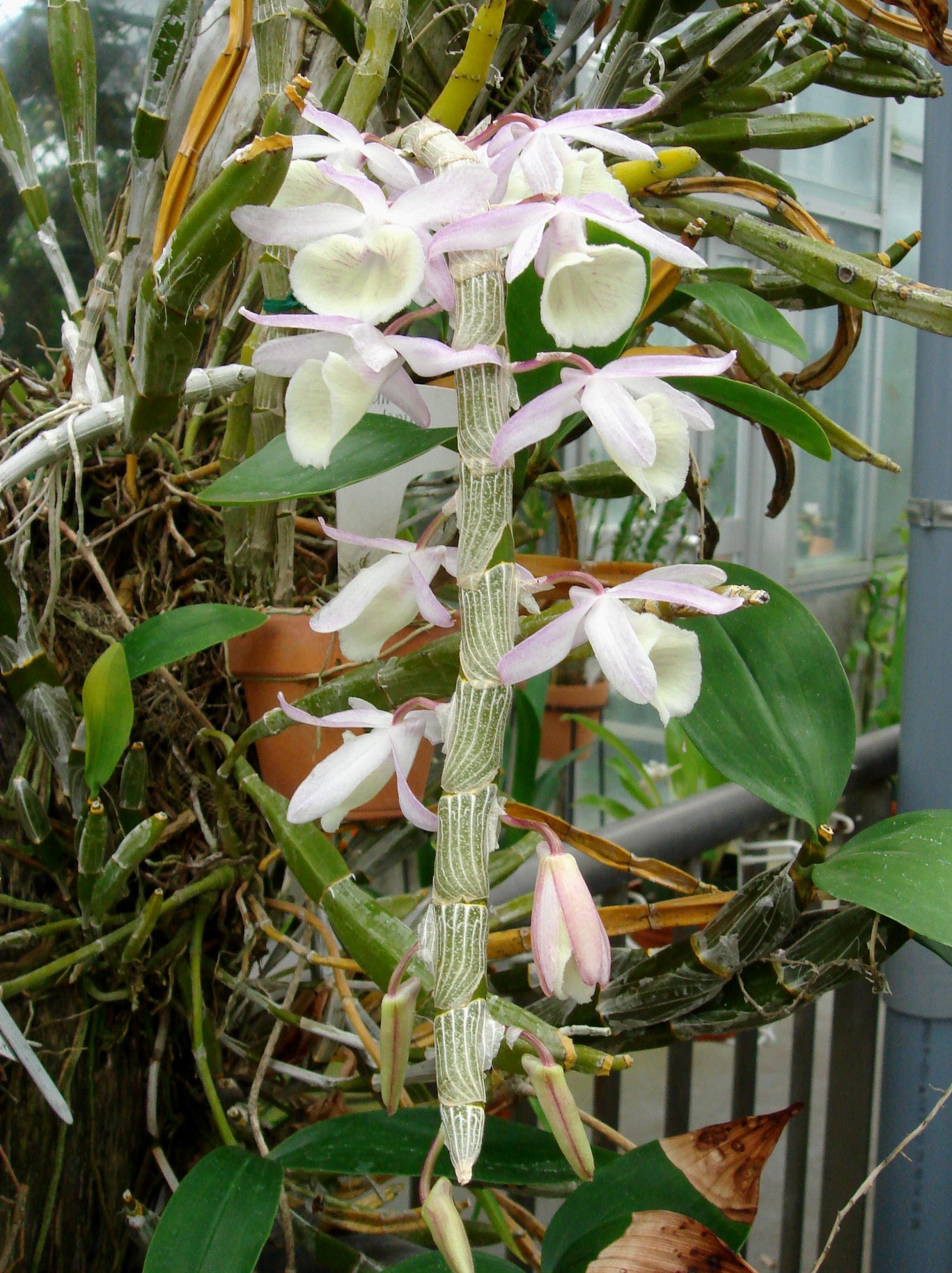 http://orchids.la.coocan.jp/Dendrobium/Dendrobium%20primulinum/DSC00489.JPG