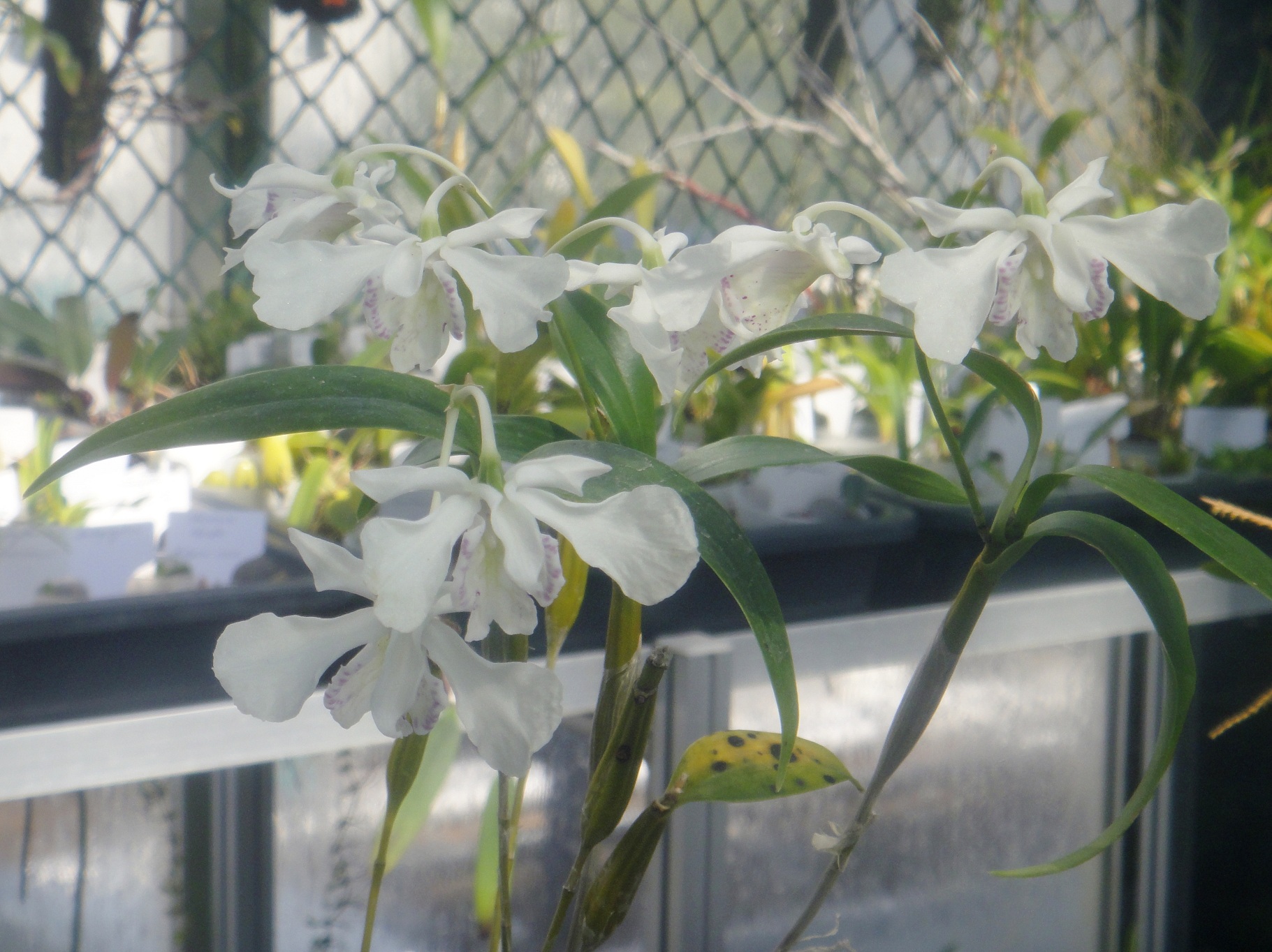 http://orchids.la.coocan.jp/Dendrobium/Dendrobium%20rhodostictum/DSC01946.JPG
