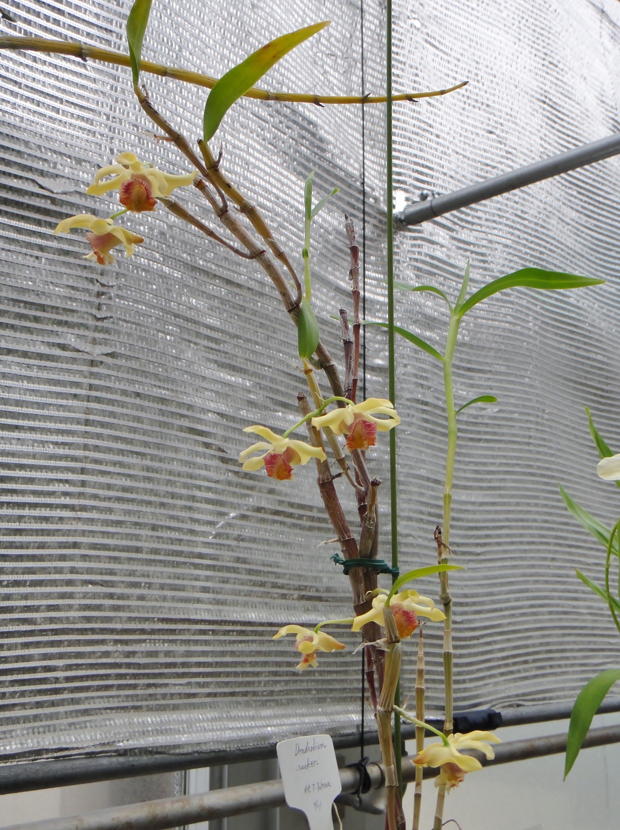 http://orchids.la.coocan.jp/Dendrobium/Dendrobium%20ruckeri/DSC03814.JPG