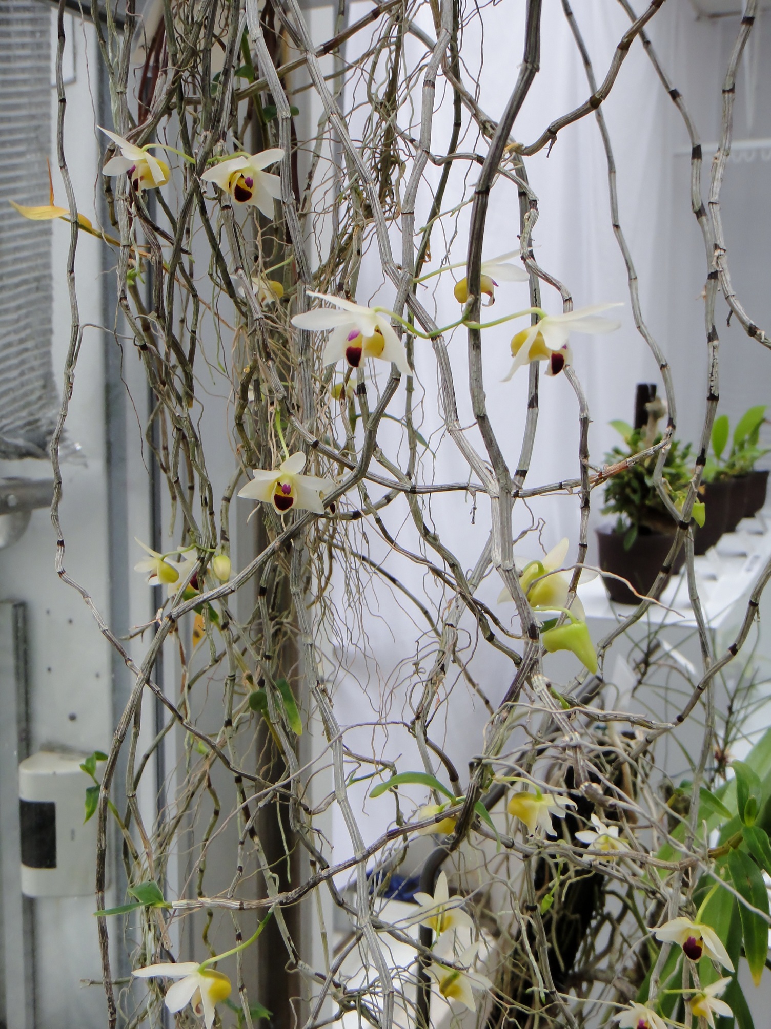 http://orchids.la.coocan.jp/Dendrobium/Dendrobium%20scoriarum/DSC04145.JPG