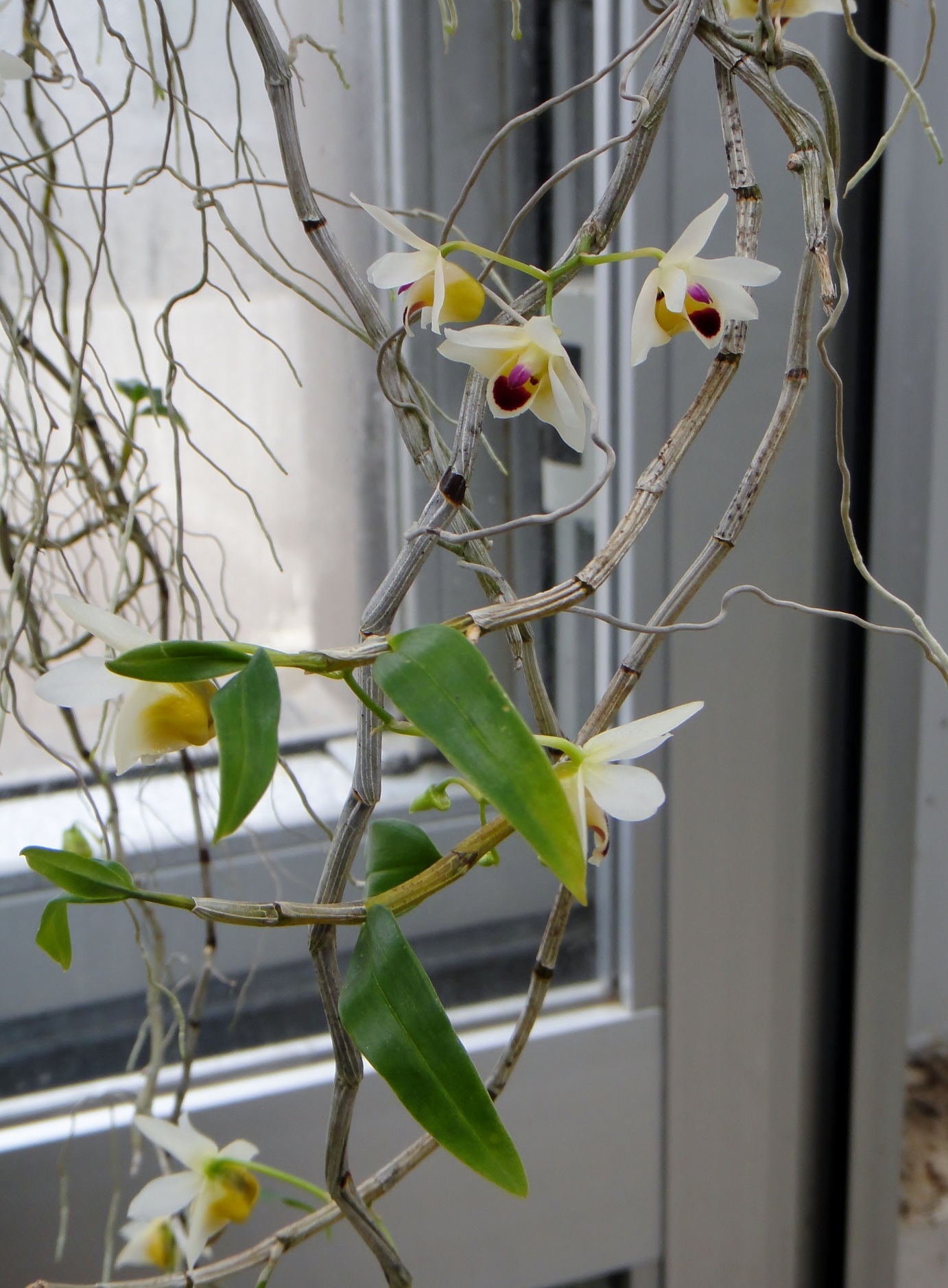 http://orchids.la.coocan.jp/Dendrobium/Dendrobium%20scoriarum/DSC04153.JPG