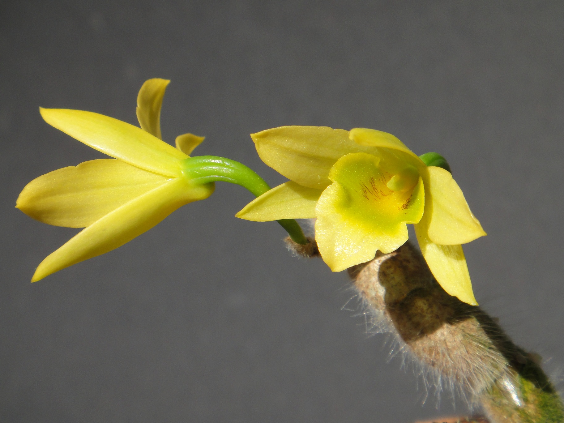 http://orchids.la.coocan.jp/Dendrobium/Dendrobium%20senile/DSC09926.JPG