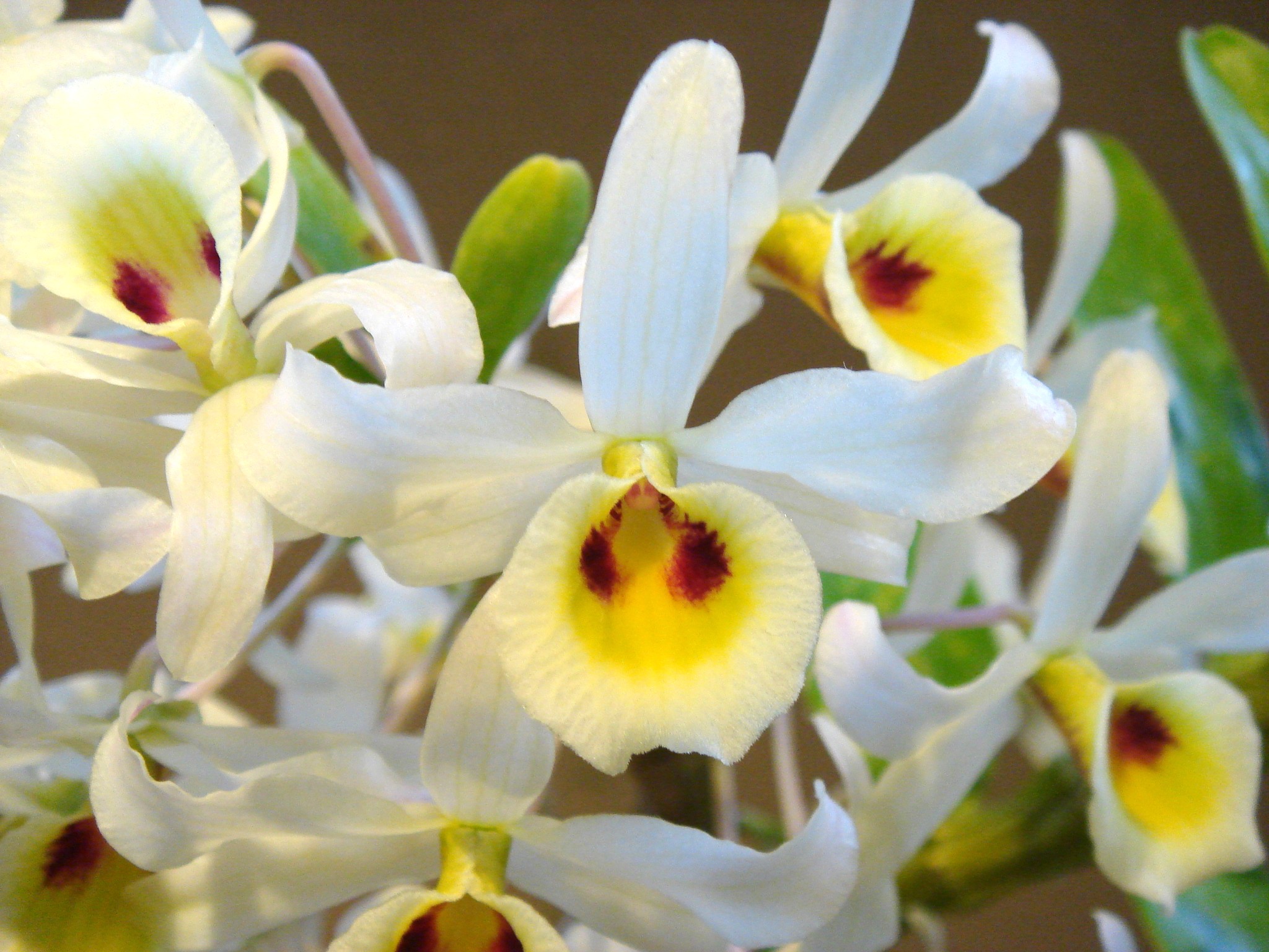 http://orchids.la.coocan.jp/Dendrobium/Dendrobium%20signatum/DSC04925.JPG