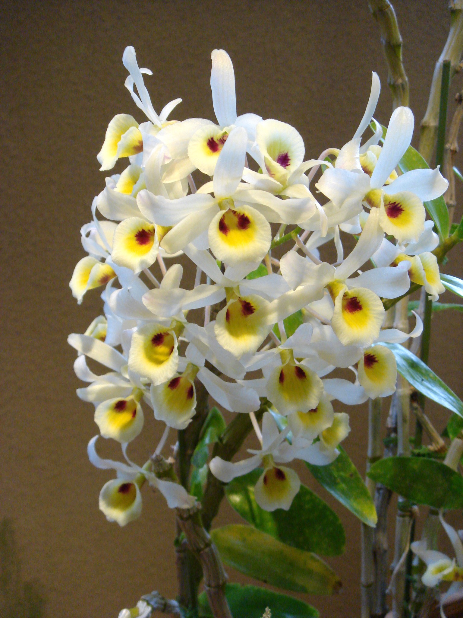http://orchids.la.coocan.jp/Dendrobium/Dendrobium%20signatum/DSC04929.JPG