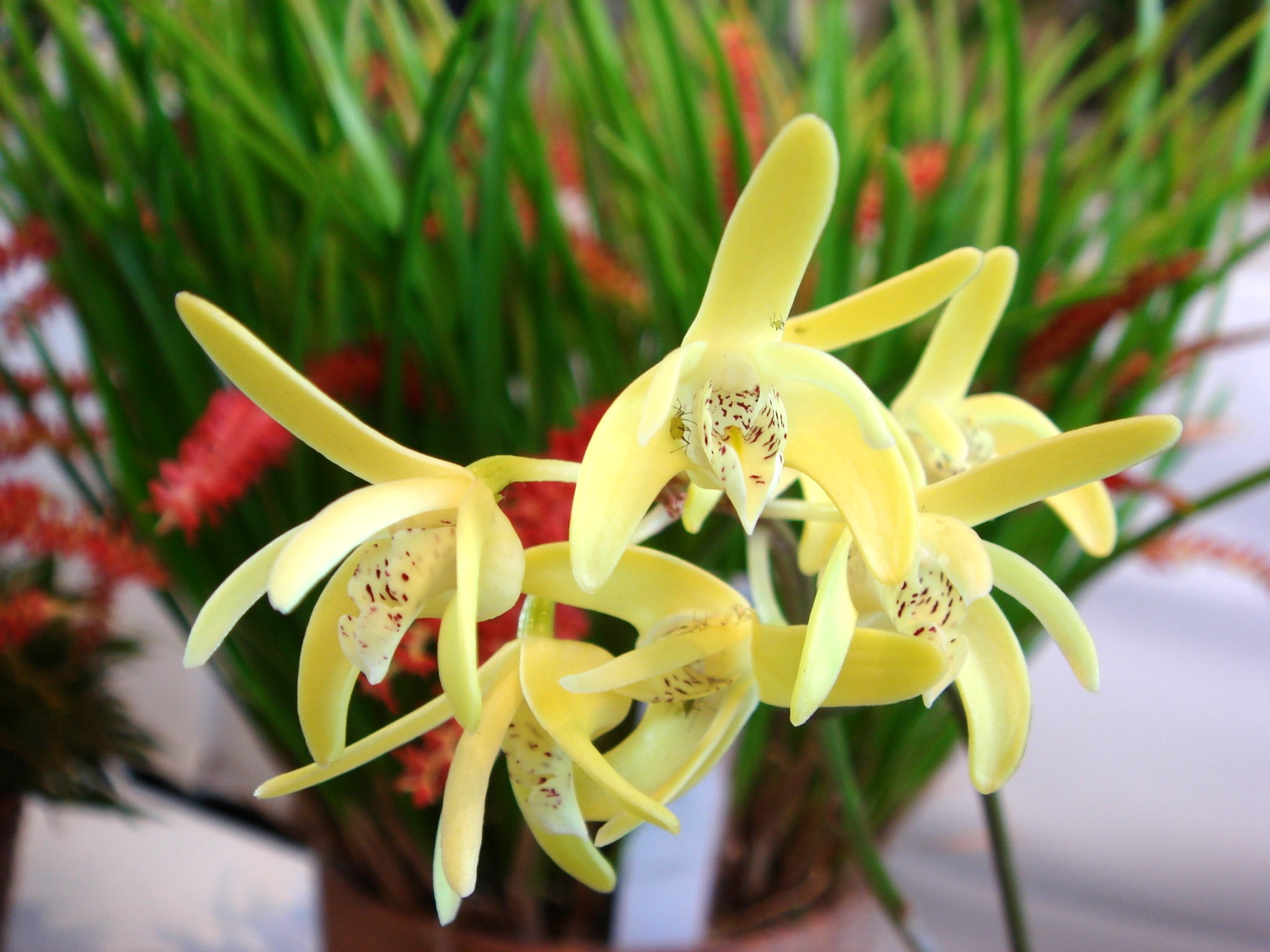 http://orchids.la.coocan.jp/Dendrobium/Dendrobium%20speciosum/DSC09210.JPG