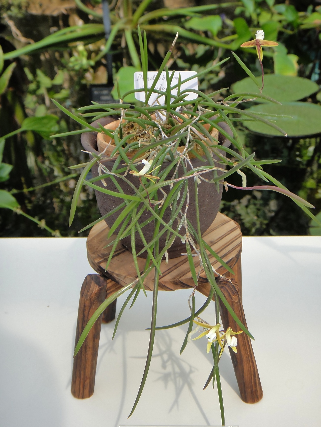http://orchids.la.coocan.jp/Dendrobium/Dendrobium%20striolatum/DSC03630.JPG