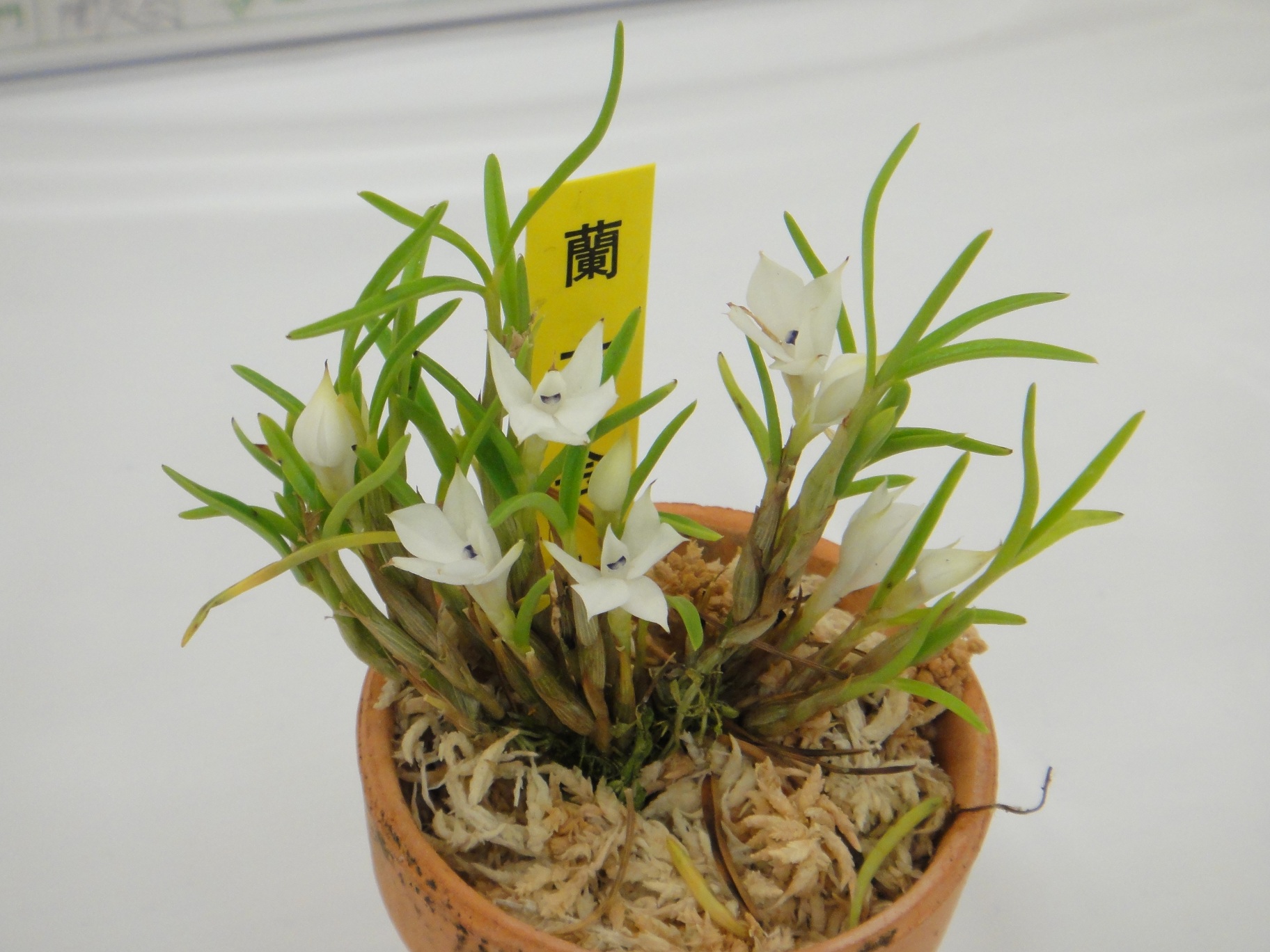 http://orchids.la.coocan.jp/Dendrobium/Dendrobium%20subuliferum/DSC08738.JPG