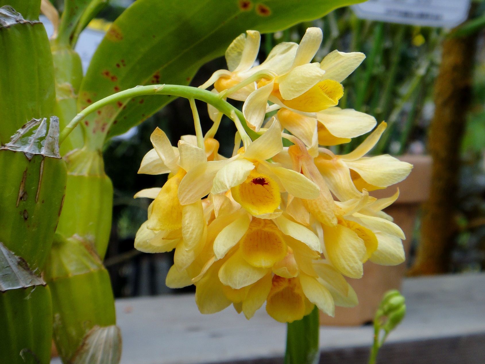 http://orchids.la.coocan.jp/Dendrobium/Dendrobium%20sulcatum/DSC03076.JPG