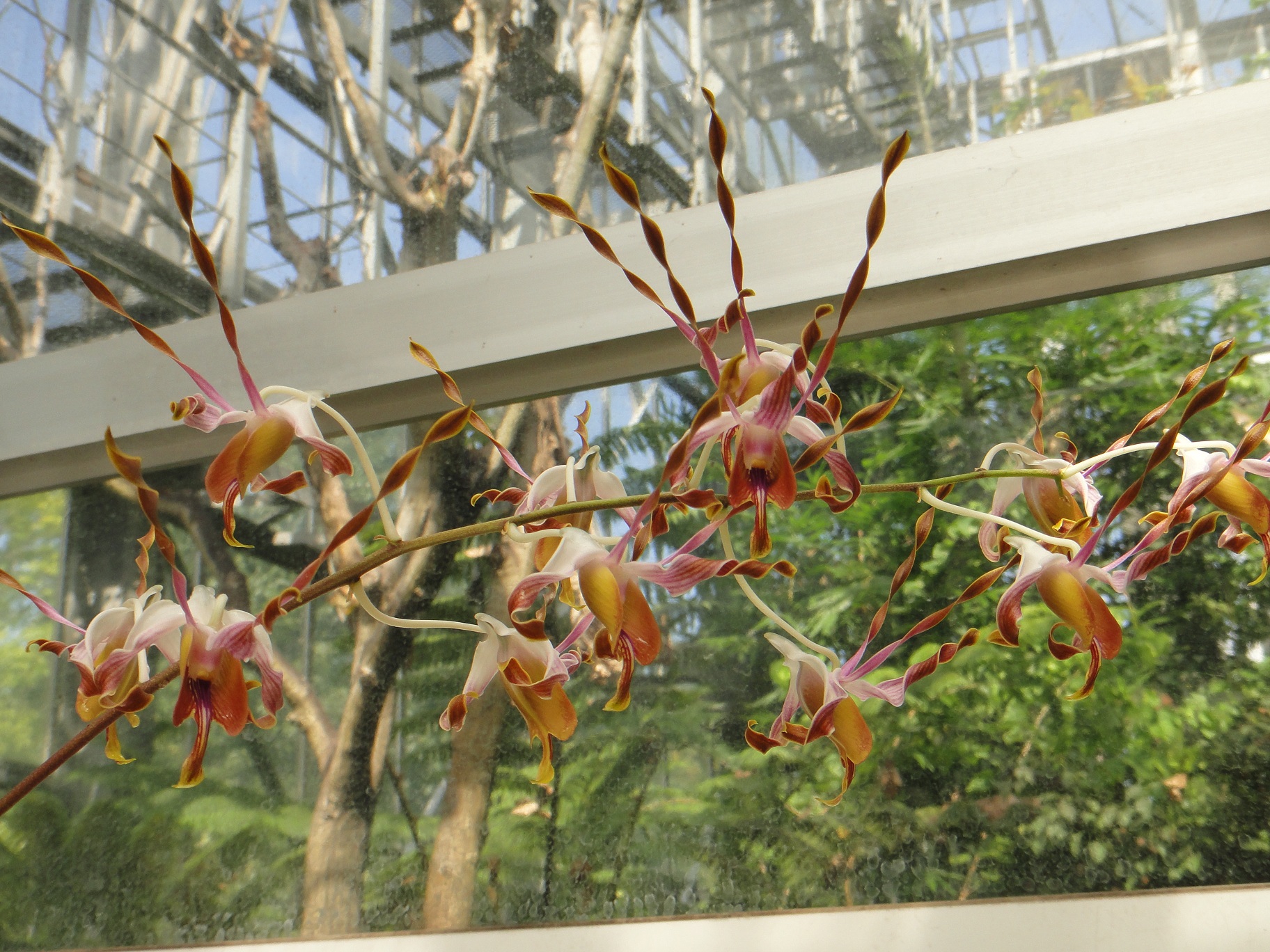 http://orchids.la.coocan.jp/Dendrobium/Dendrobium%20sutiknoi/DSC08292.JPG