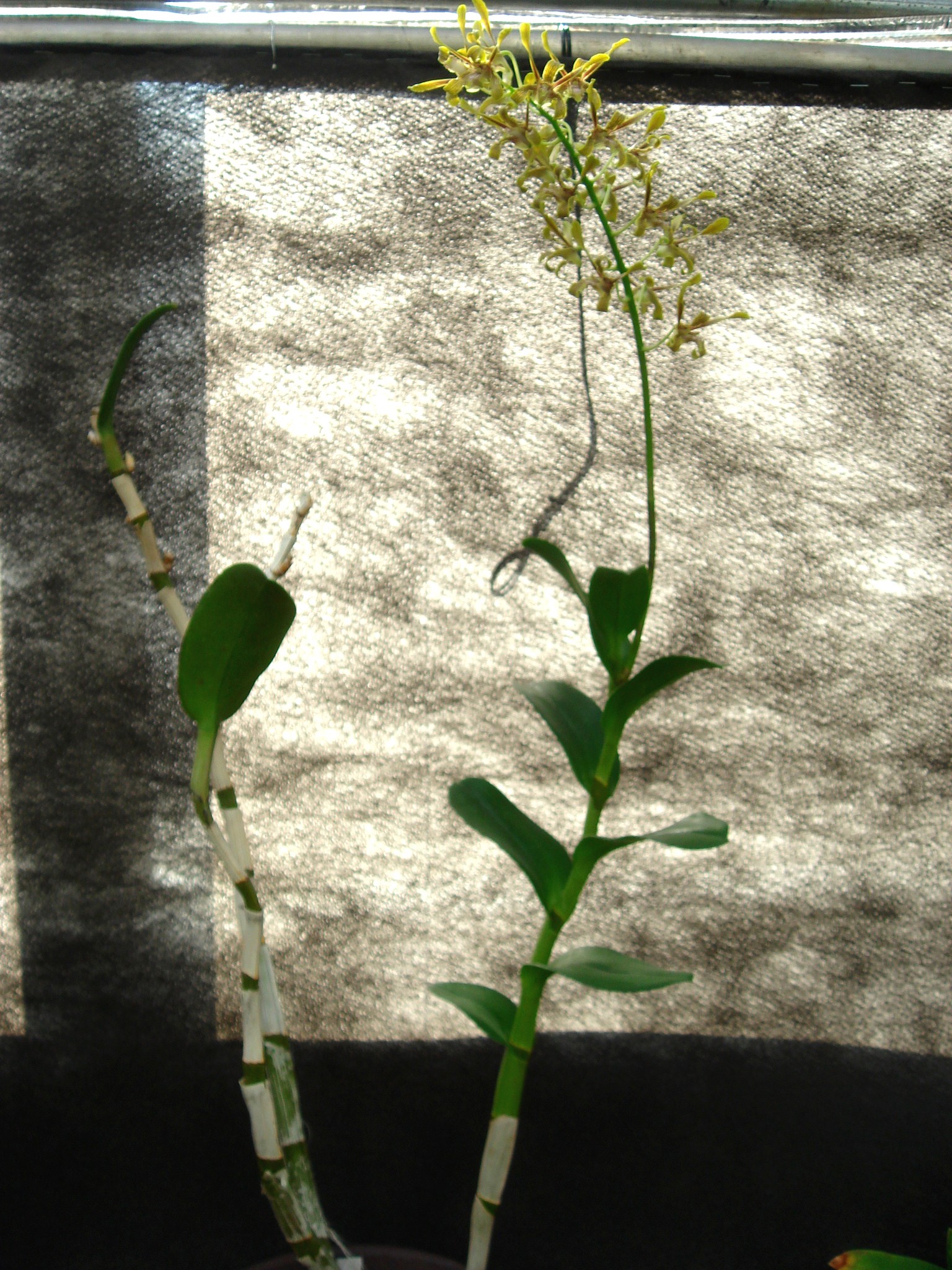 http://orchids.la.coocan.jp/Dendrobium/Dendrobium%20sylvanum/DSC08924.JPG