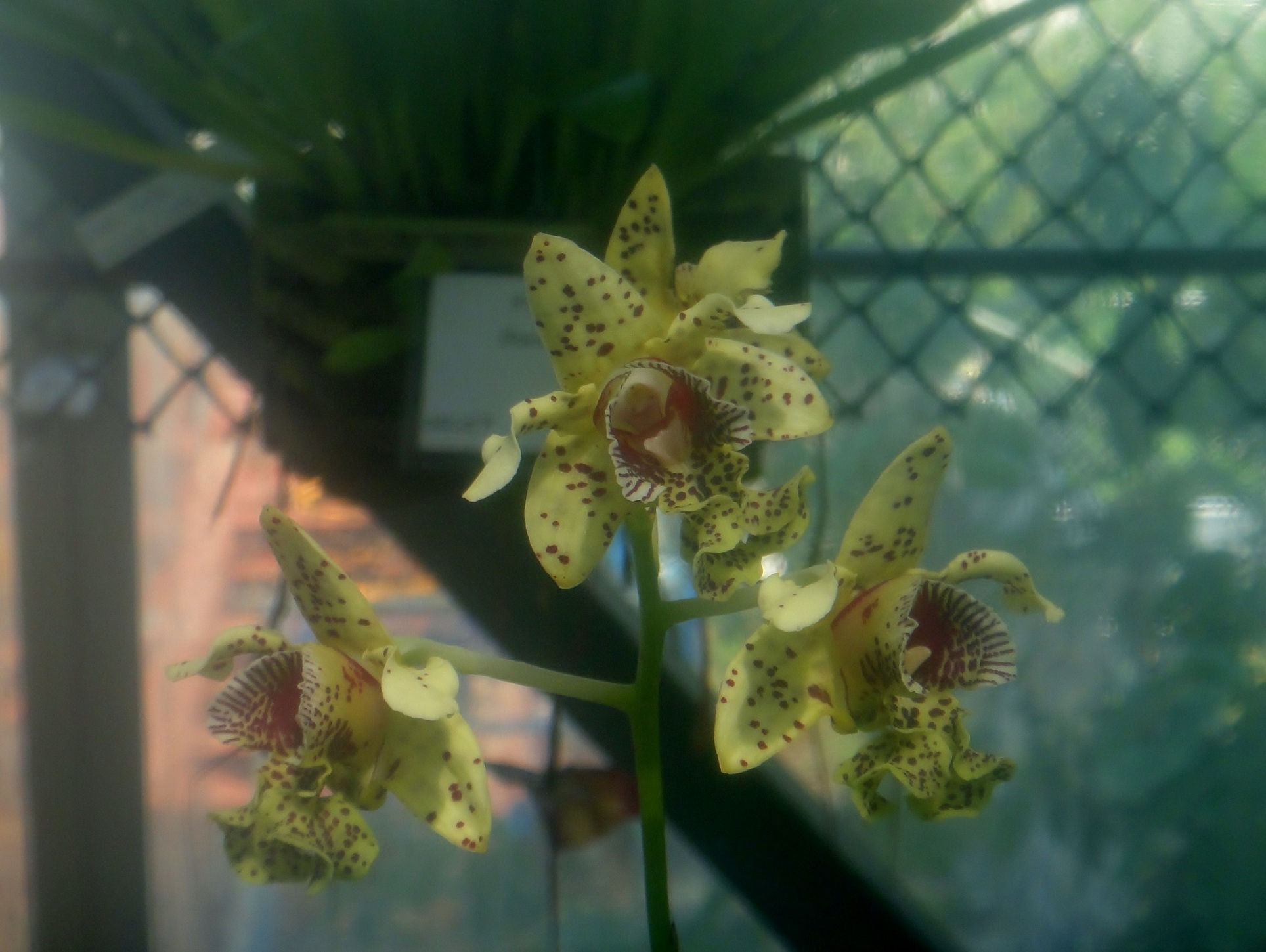 http://orchids.la.coocan.jp/Dendrobium/Dendrobium%20tapiniense/DSC03628.JPG
