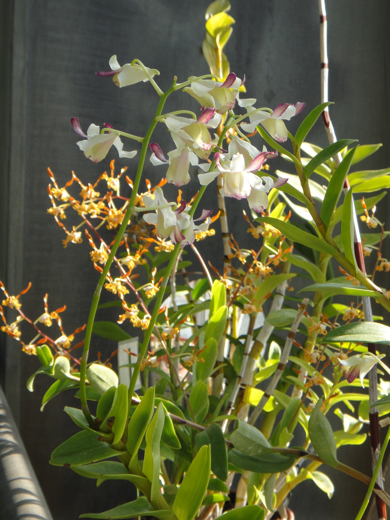 http://orchids.la.coocan.jp/Dendrobium/Dendrobium%20taurinum/DSC09474.JPG