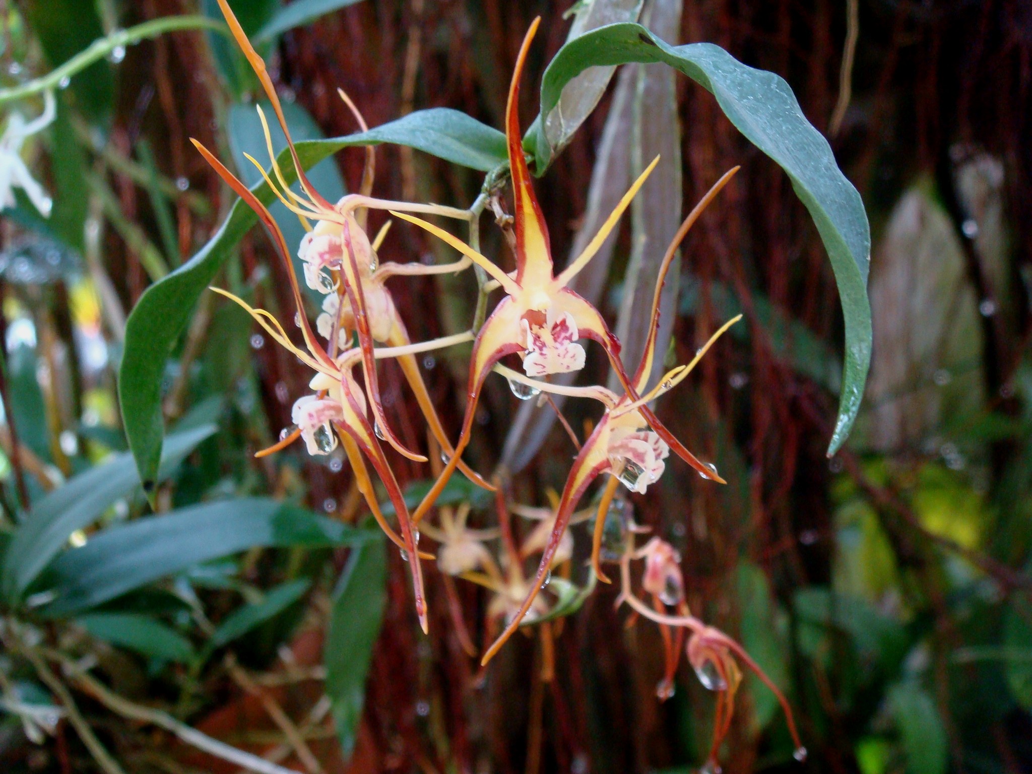 http://orchids.la.coocan.jp/Dendrobium/Dendrobium%20tetragonum/DSC02799.JPG