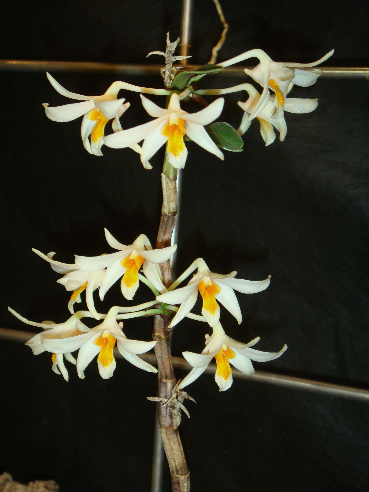 http://orchids.la.coocan.jp/Dendrobium/Dendrobium%20torajaense/DSC00394.JPG