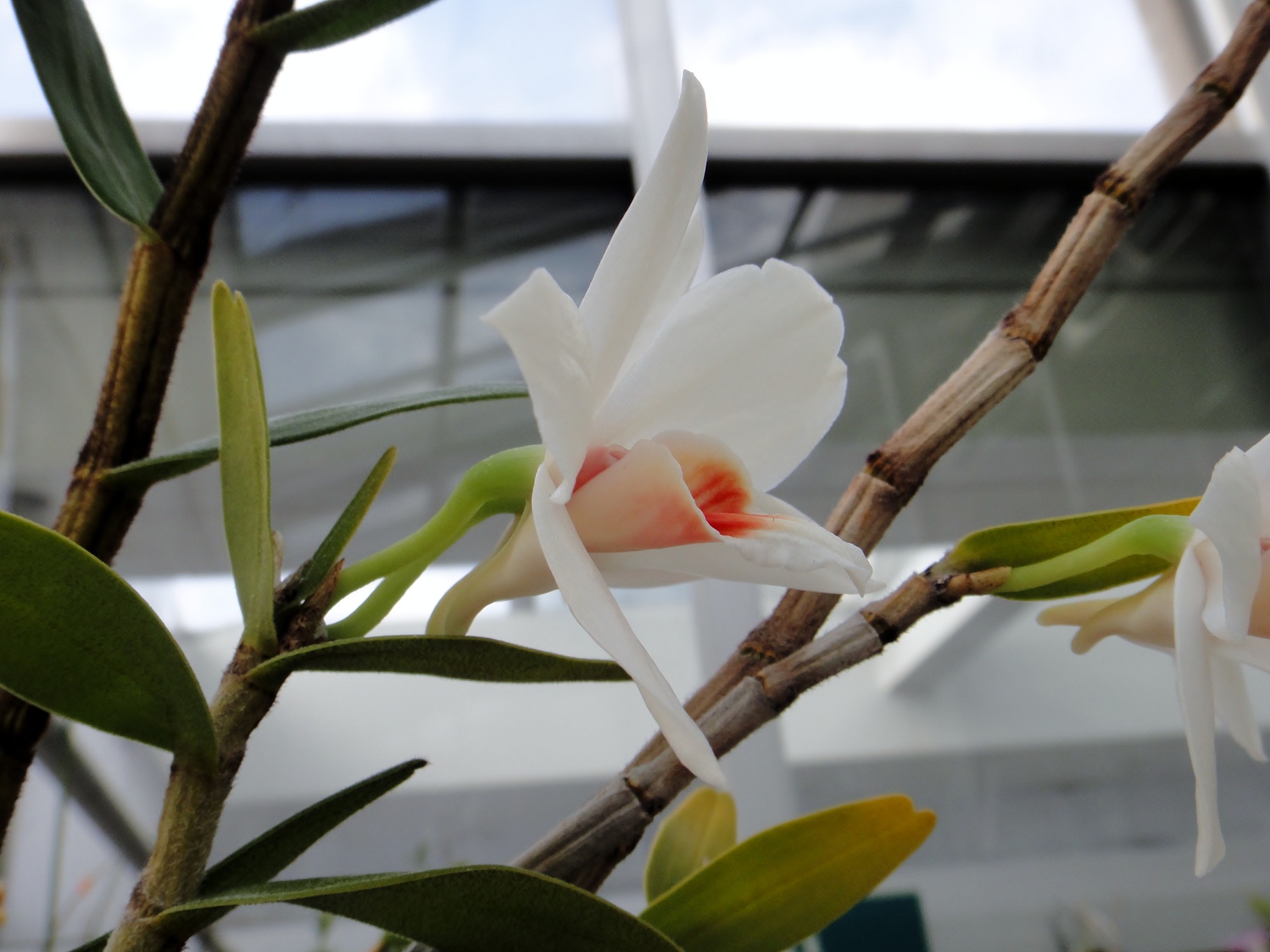 http://orchids.la.coocan.jp/Dendrobium/Dendrobium%20trankimianum/DSC02691.JPG
