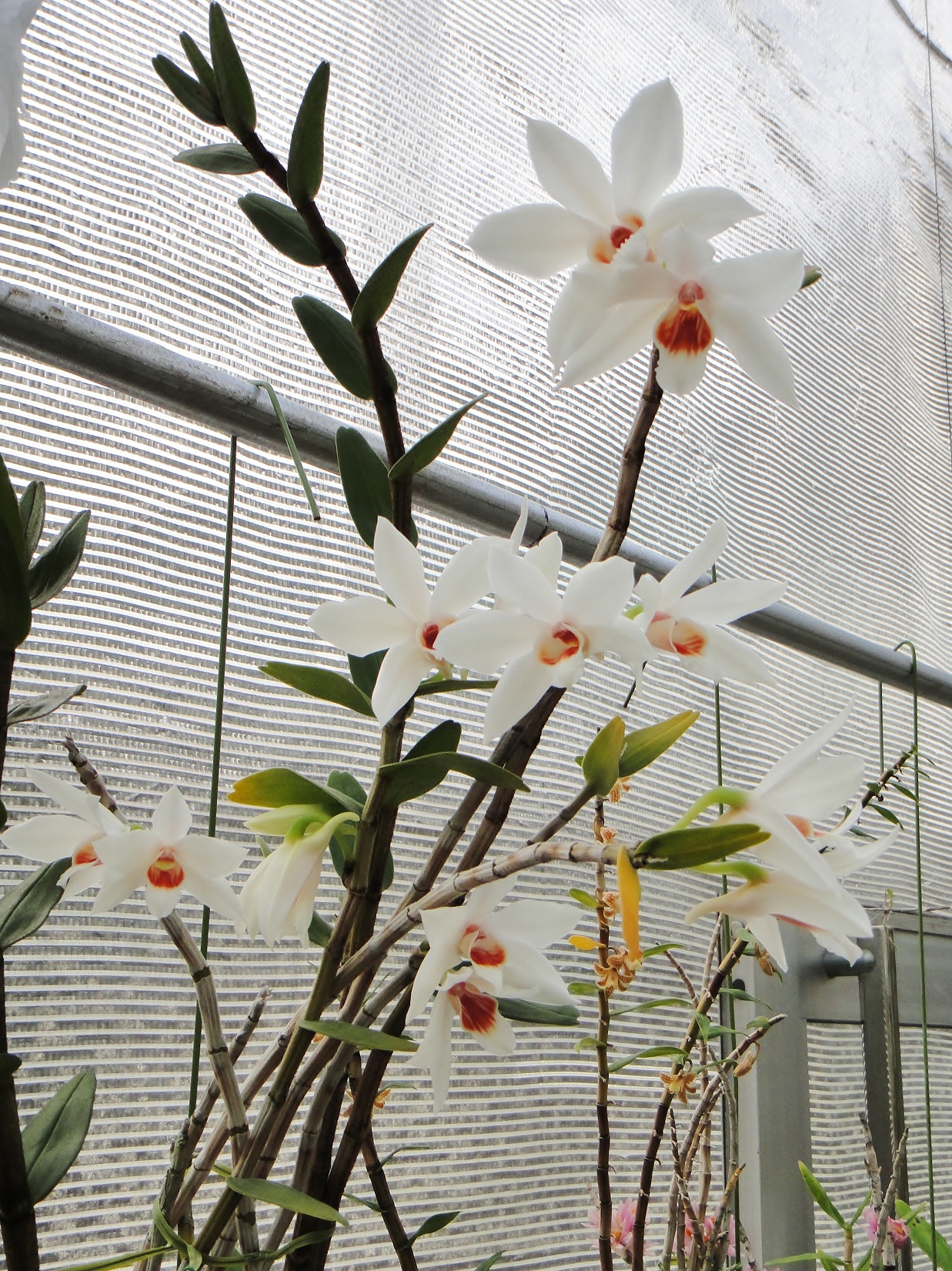 http://orchids.la.coocan.jp/Dendrobium/Dendrobium%20trankimianum/DSC02693.JPG