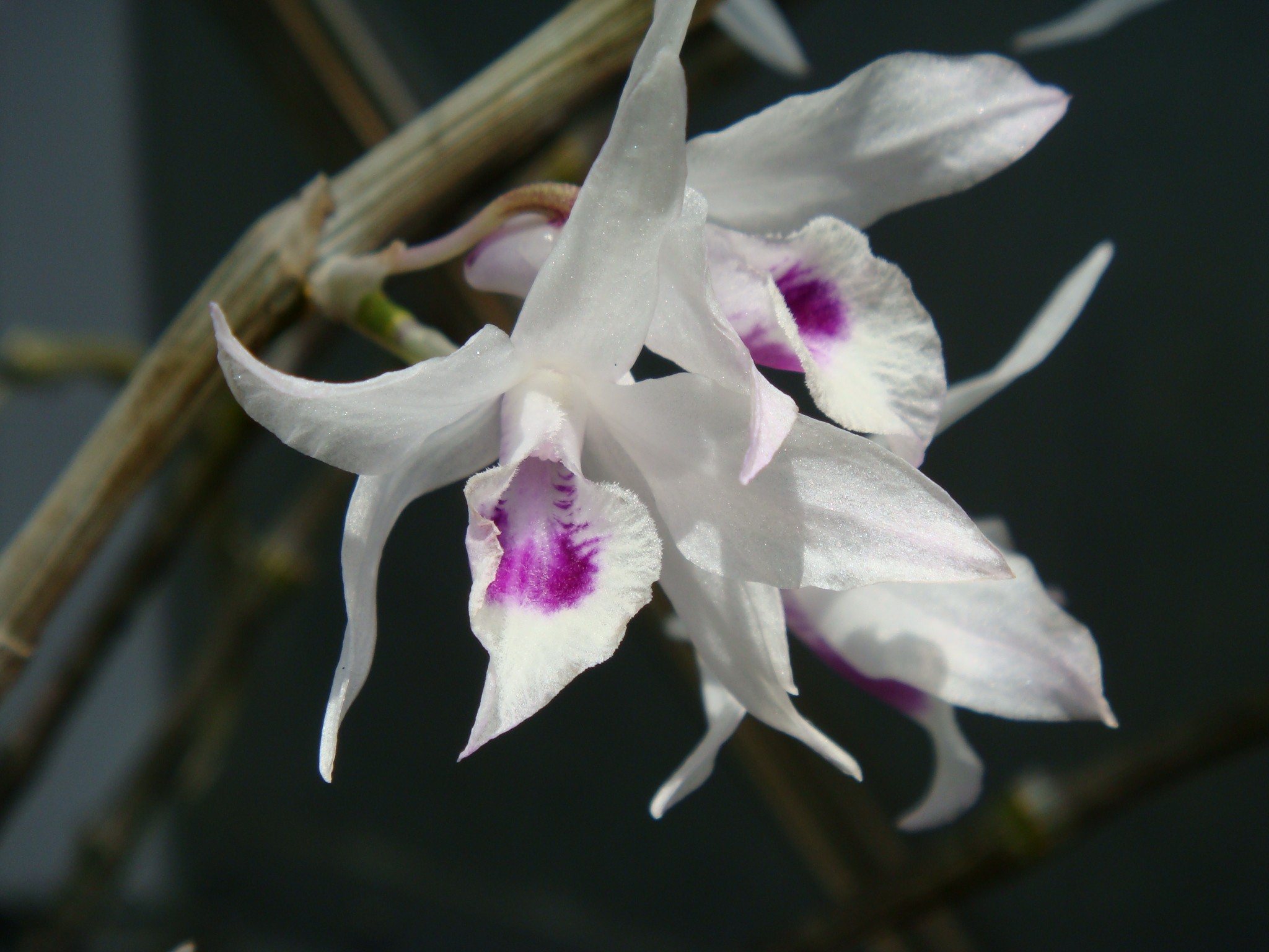 http://orchids.la.coocan.jp/Dendrobium/Dendrobium%20transparens/DSC04758.JPG