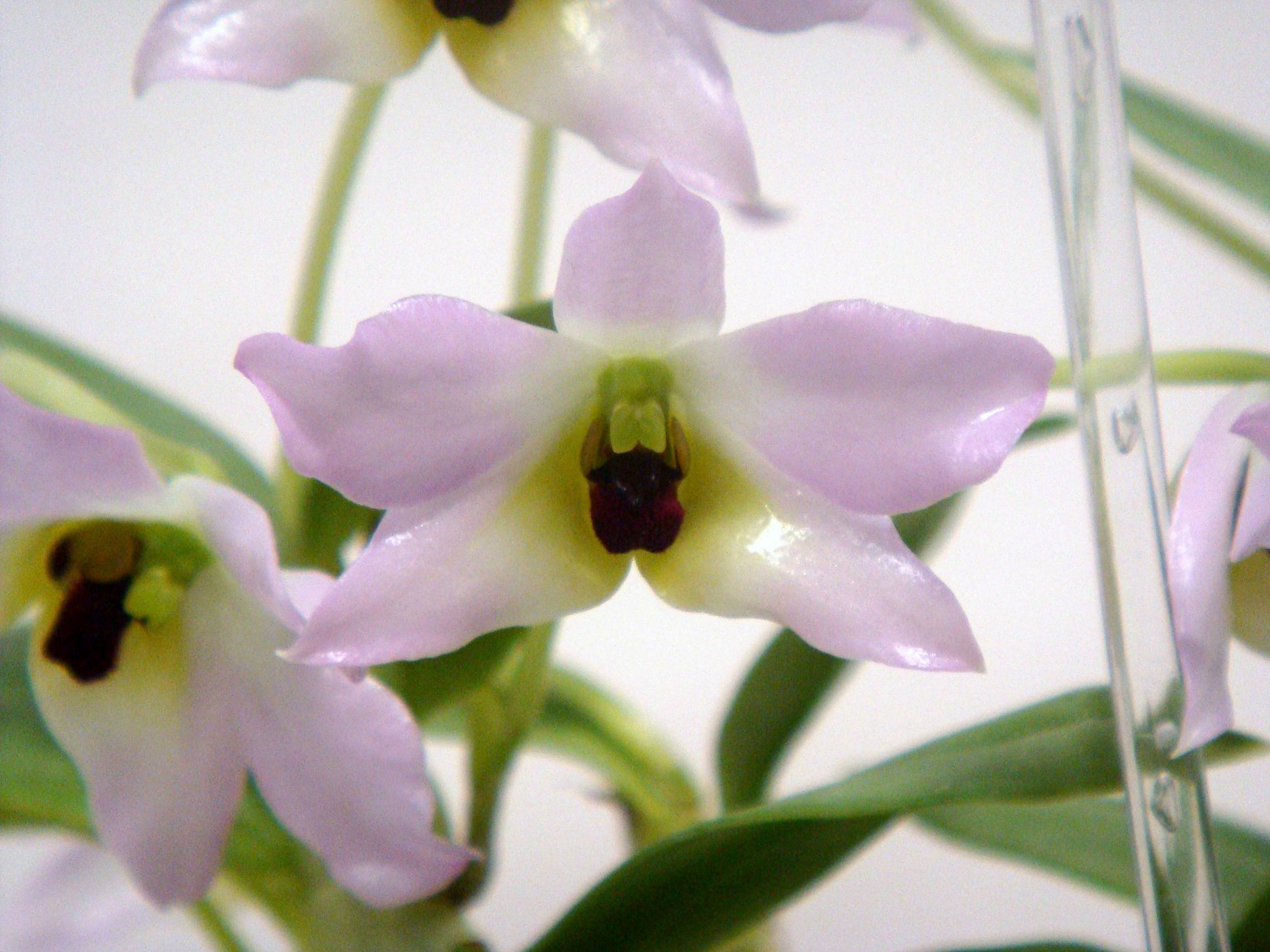 http://orchids.la.coocan.jp/Dendrobium/Dendrobium%20trantuanii/DSC02370.JPG