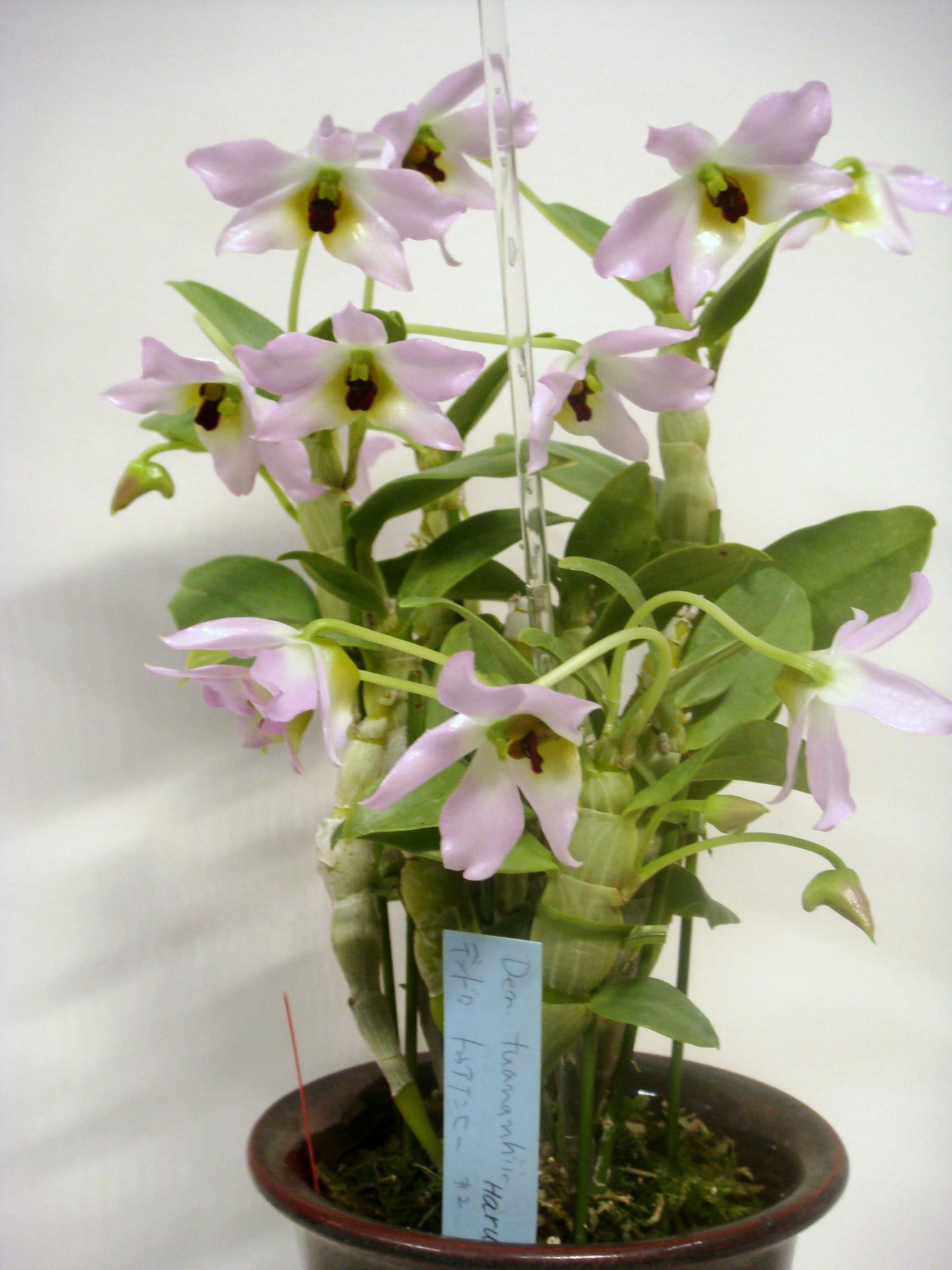http://orchids.la.coocan.jp/Dendrobium/Dendrobium%20trantuanii/DSC02374.JPG