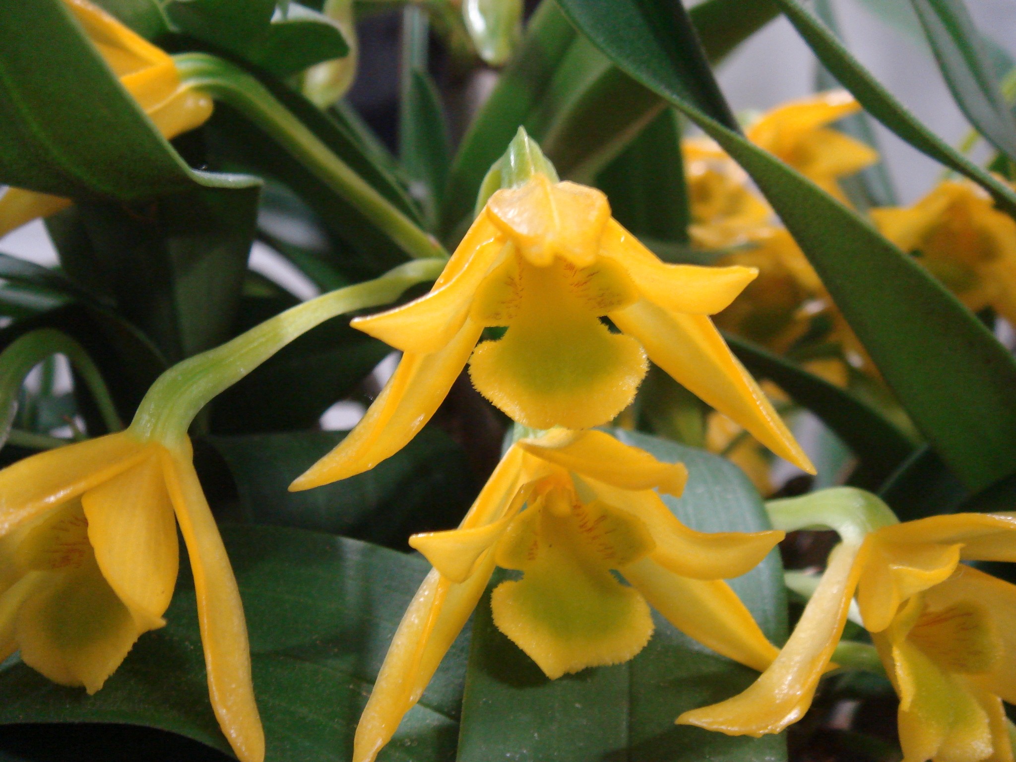 http://orchids.la.coocan.jp/Dendrobium/Dendrobium%20trigonopus/DSC06457.JPG