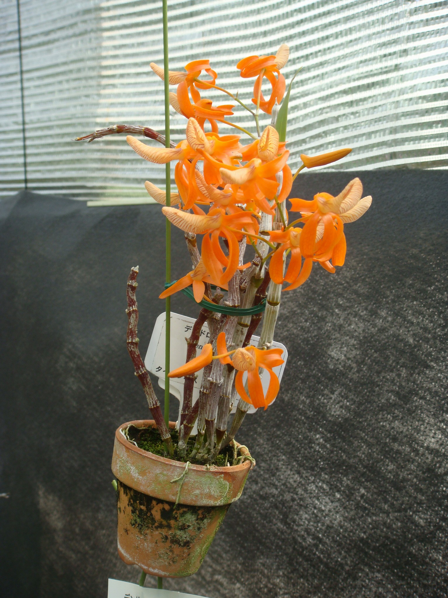 http://orchids.la.coocan.jp/Dendrobium/Dendrobium%20unicum/DSC05023.JPG