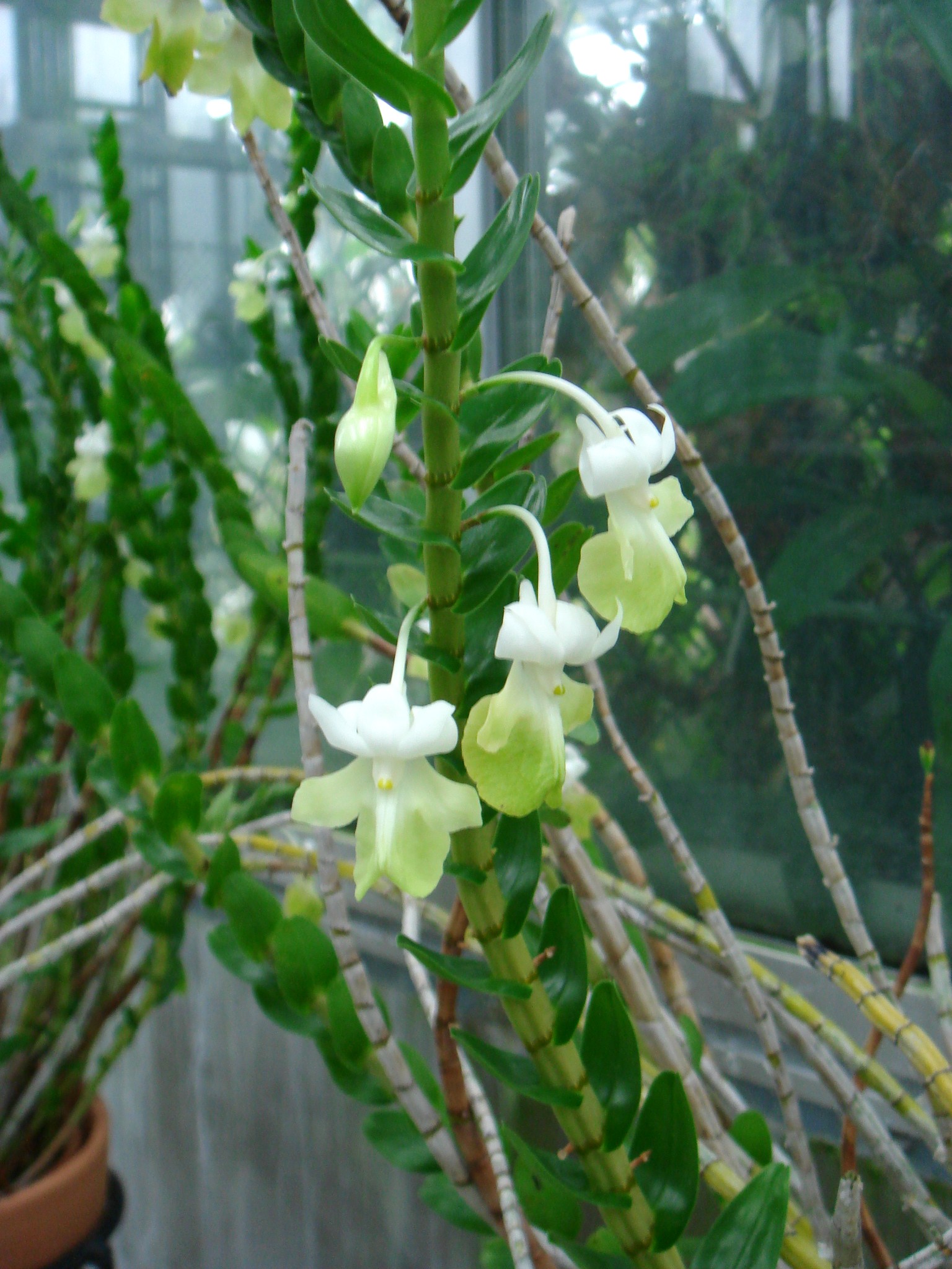 http://orchids.la.coocan.jp/Dendrobium/Dendrobium%20uniflorum/DSC04379.JPG