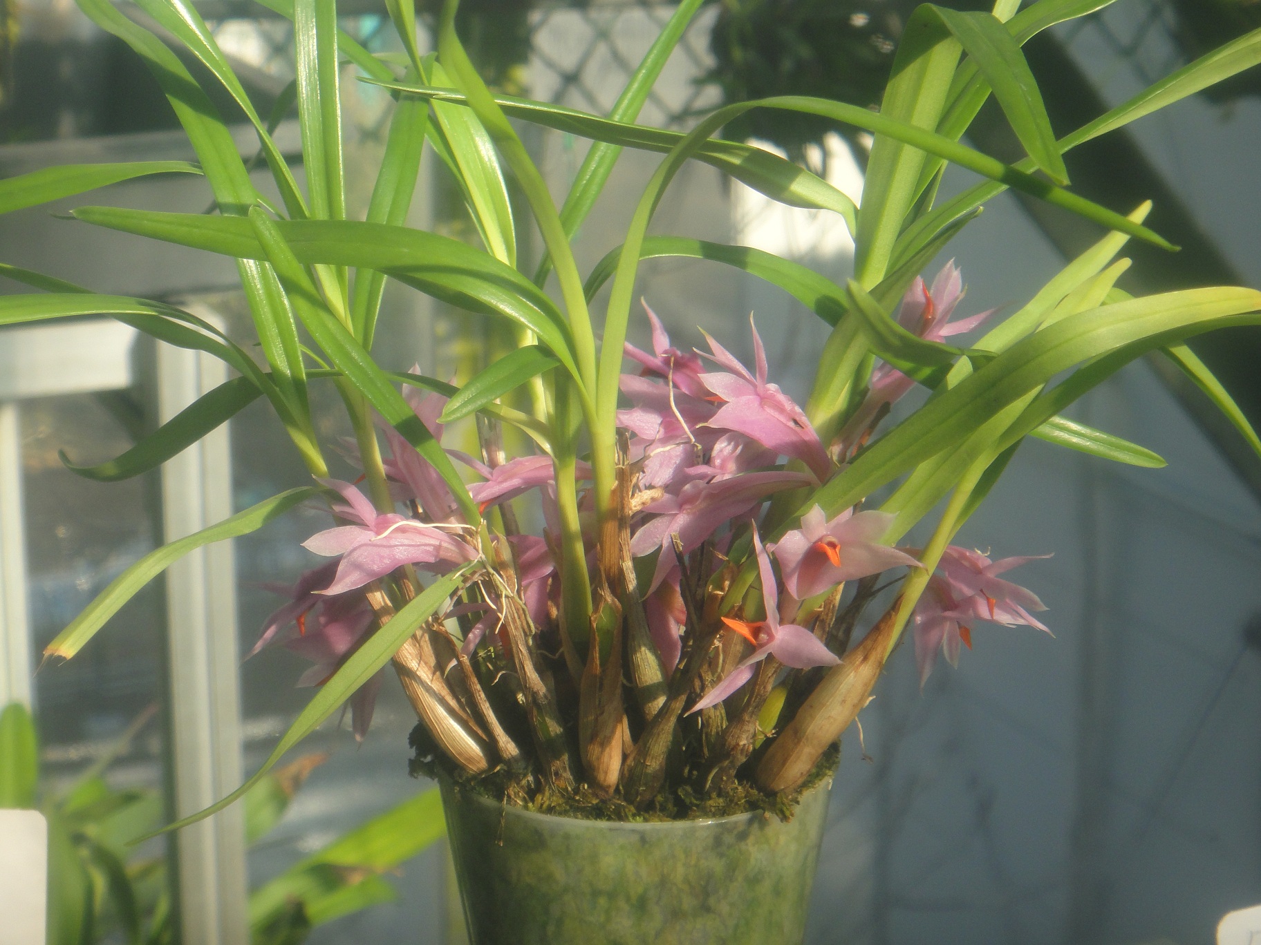 http://orchids.la.coocan.jp/Dendrobium/Dendrobium%20violaceum/DSC09211.JPG