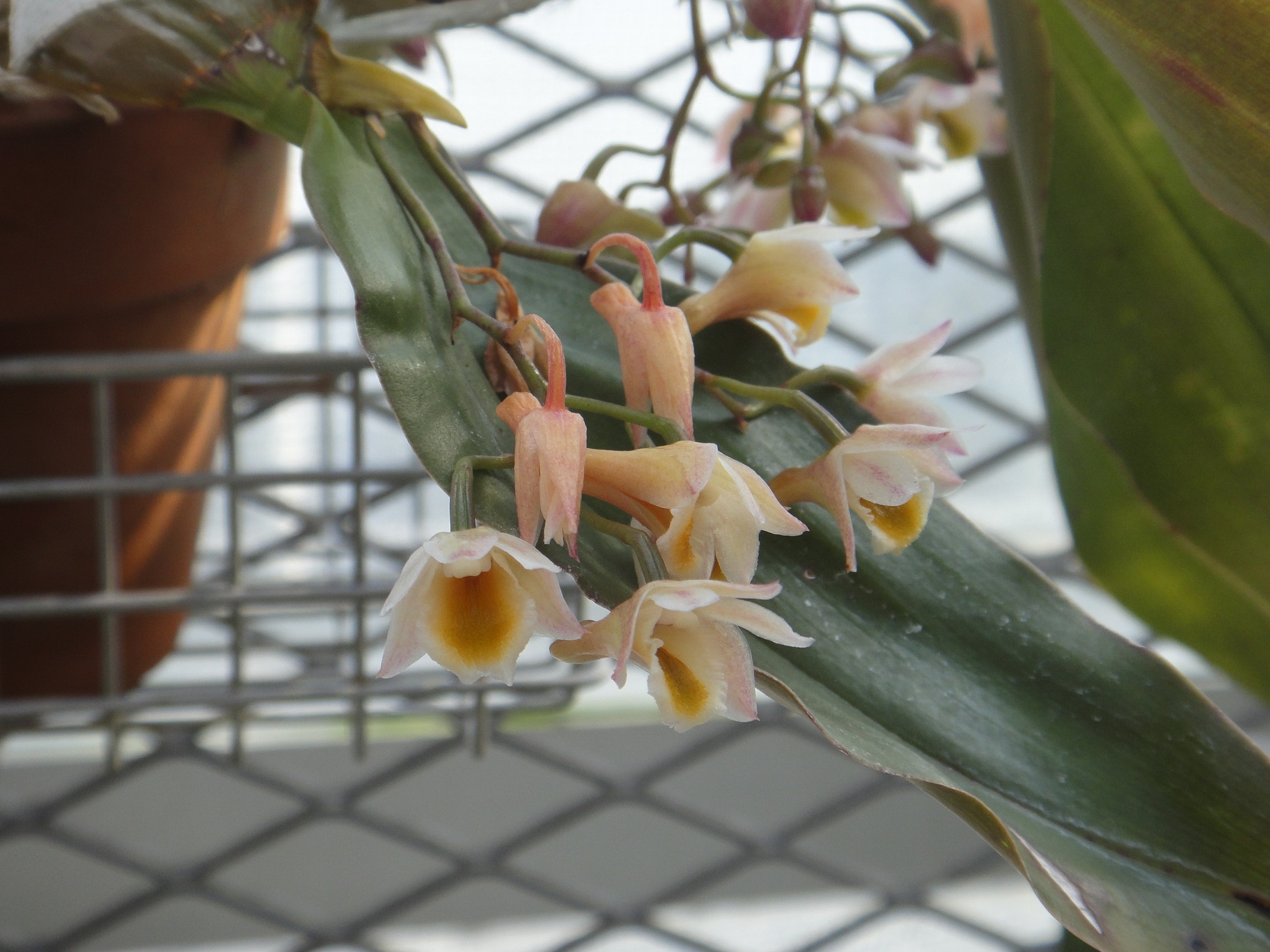 http://orchids.la.coocan.jp/Dendrobium/Dendrobium%20ypsilon/DSC07187.JPG