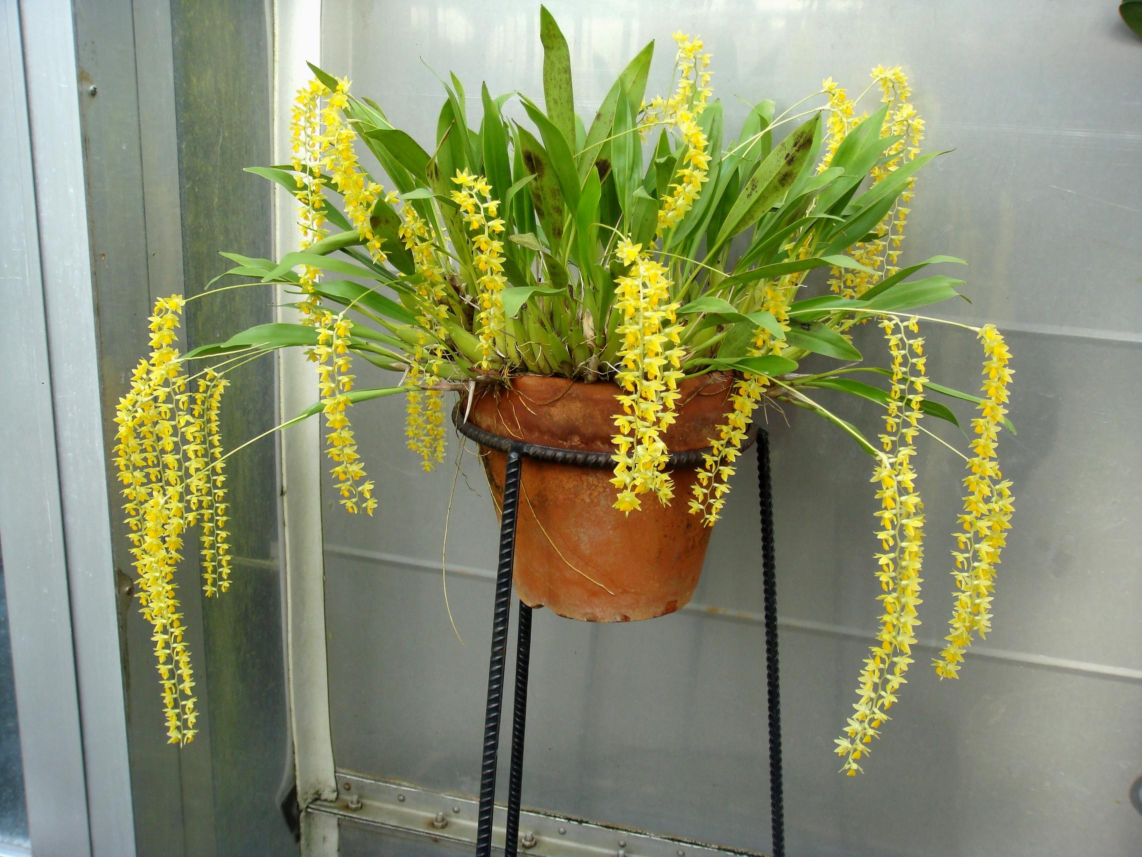 http://orchids.la.coocan.jp/Dendrochilum/Dendrochilum%20cobbianum/DSC03772.JPG
