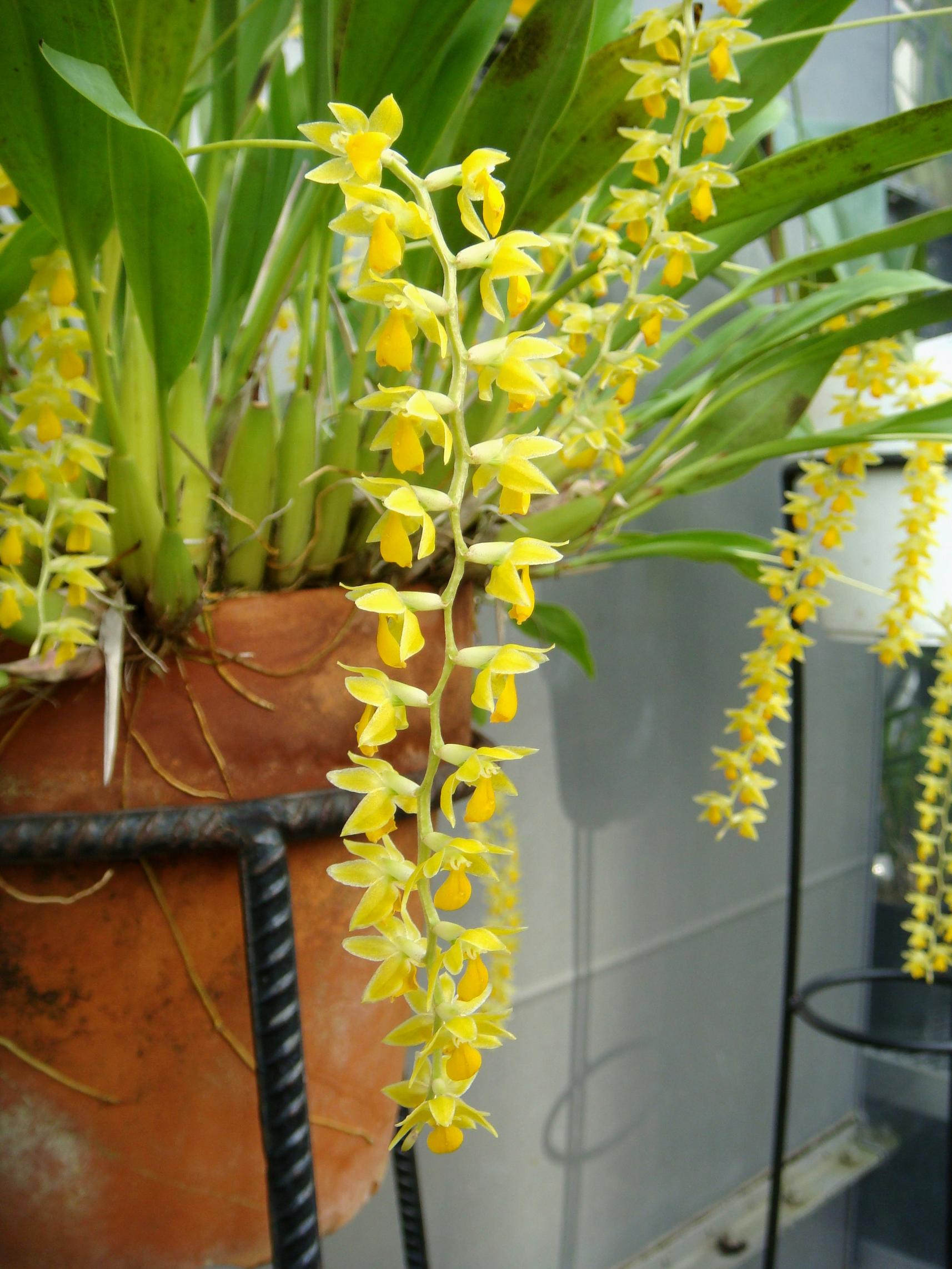 http://orchids.la.coocan.jp/Dendrochilum/Dendrochilum%20cobbianum/DSC03777.JPG
