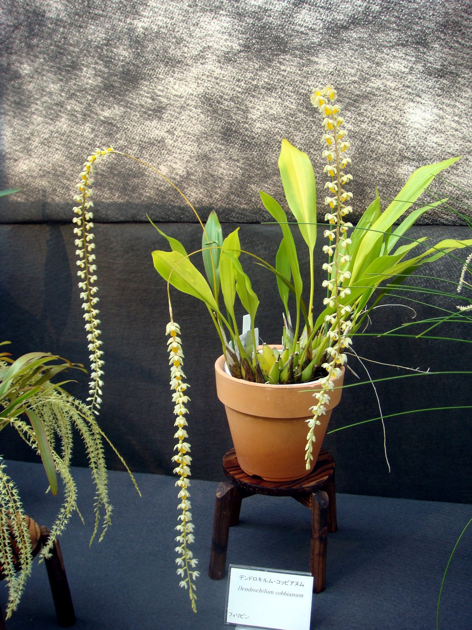 http://orchids.la.coocan.jp/Dendrochilum/Dendrochilum%20cobbianum/DSC05412.JPG